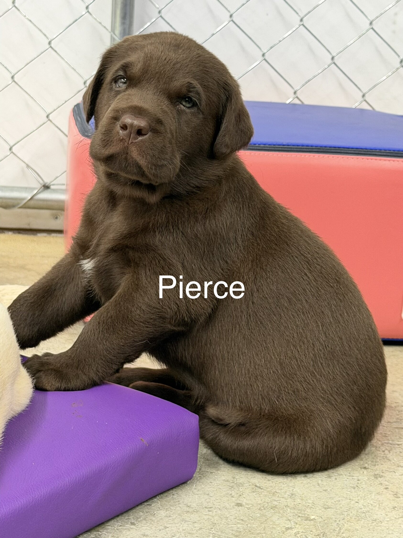 AKC Labrador Retrievers image 7