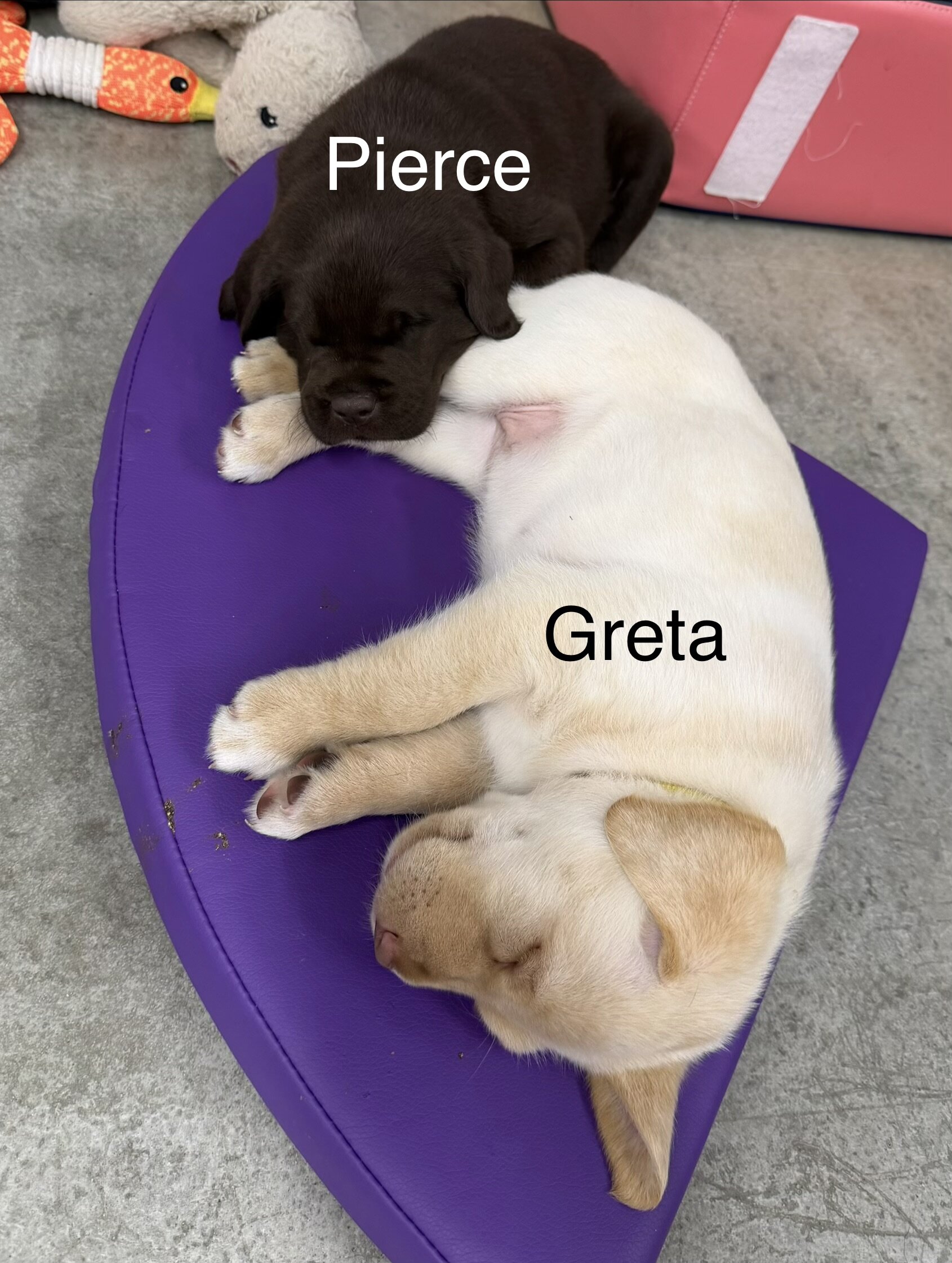 AKC Labrador Retrievers image 3