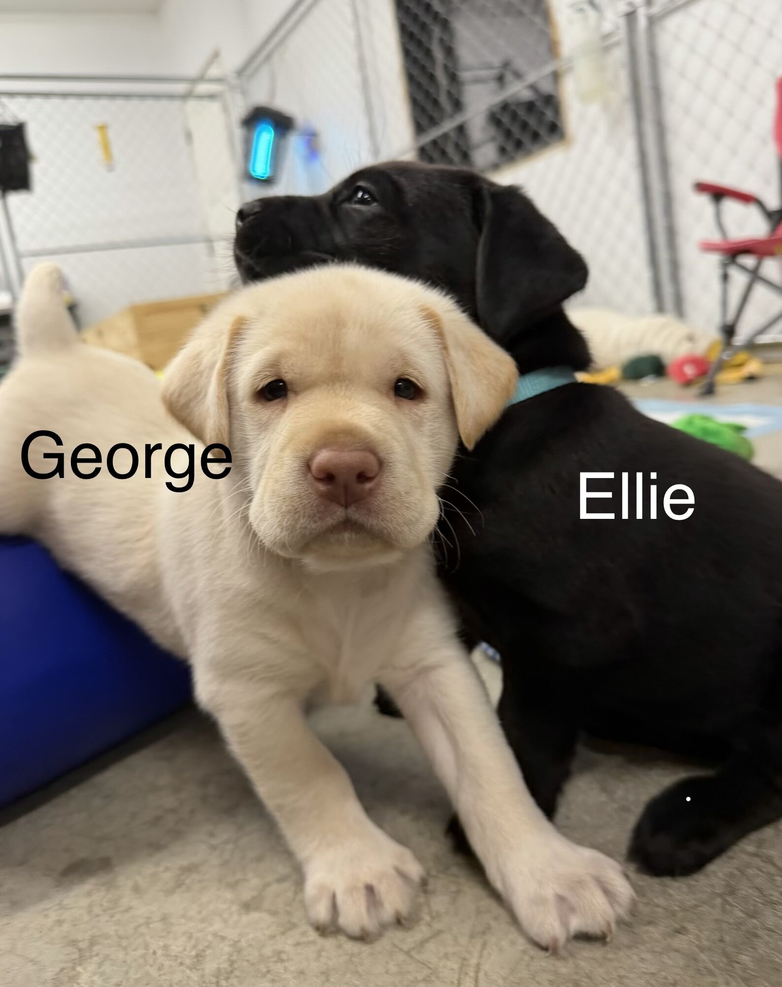AKC Labrador Retrievers image 6