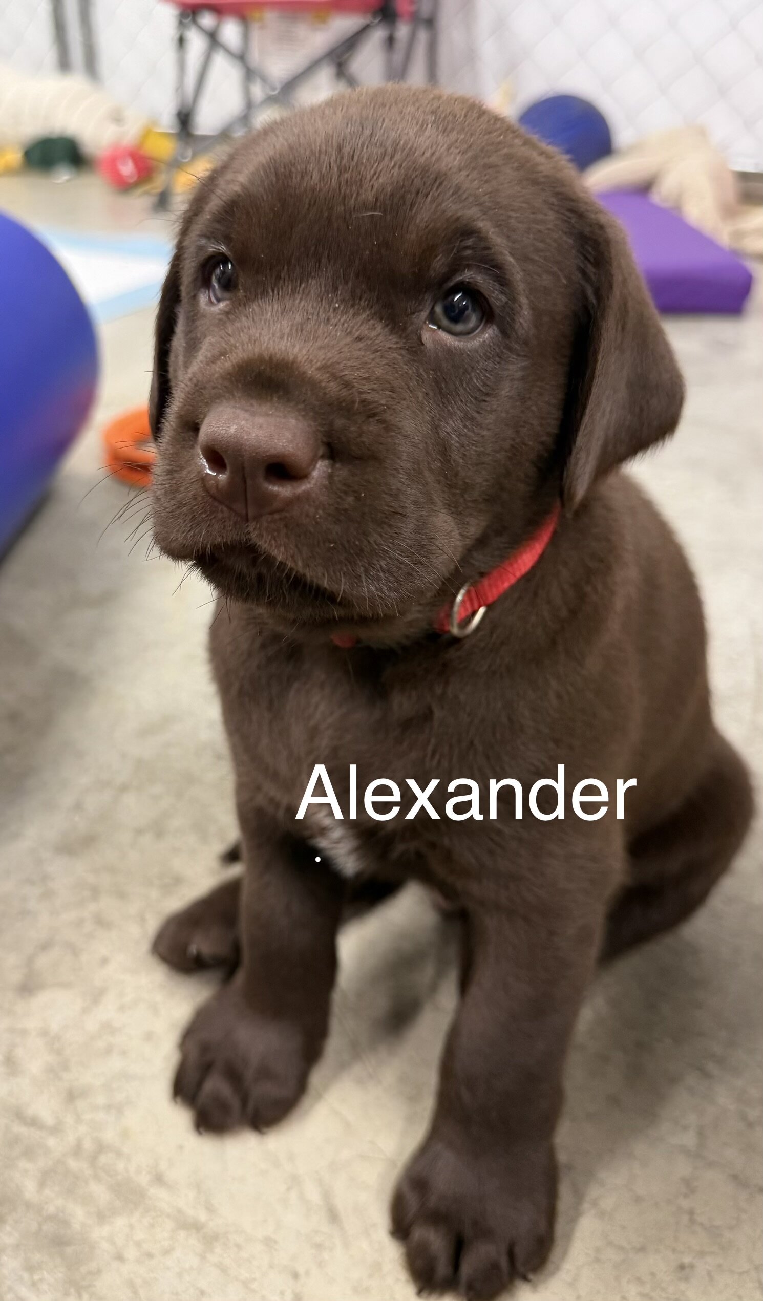 AKC Labrador Retrievers image 4