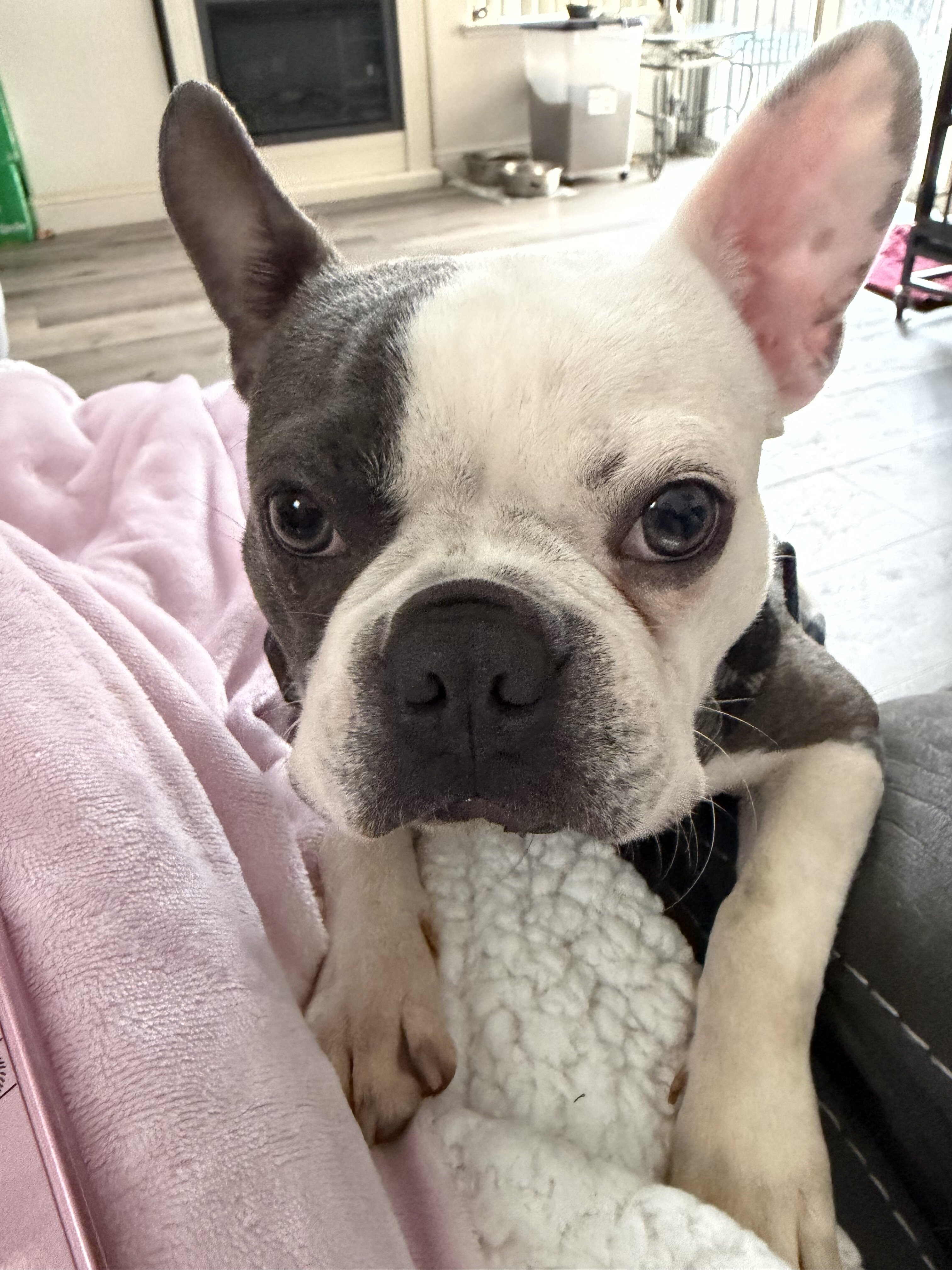 Boston Terrier image 1