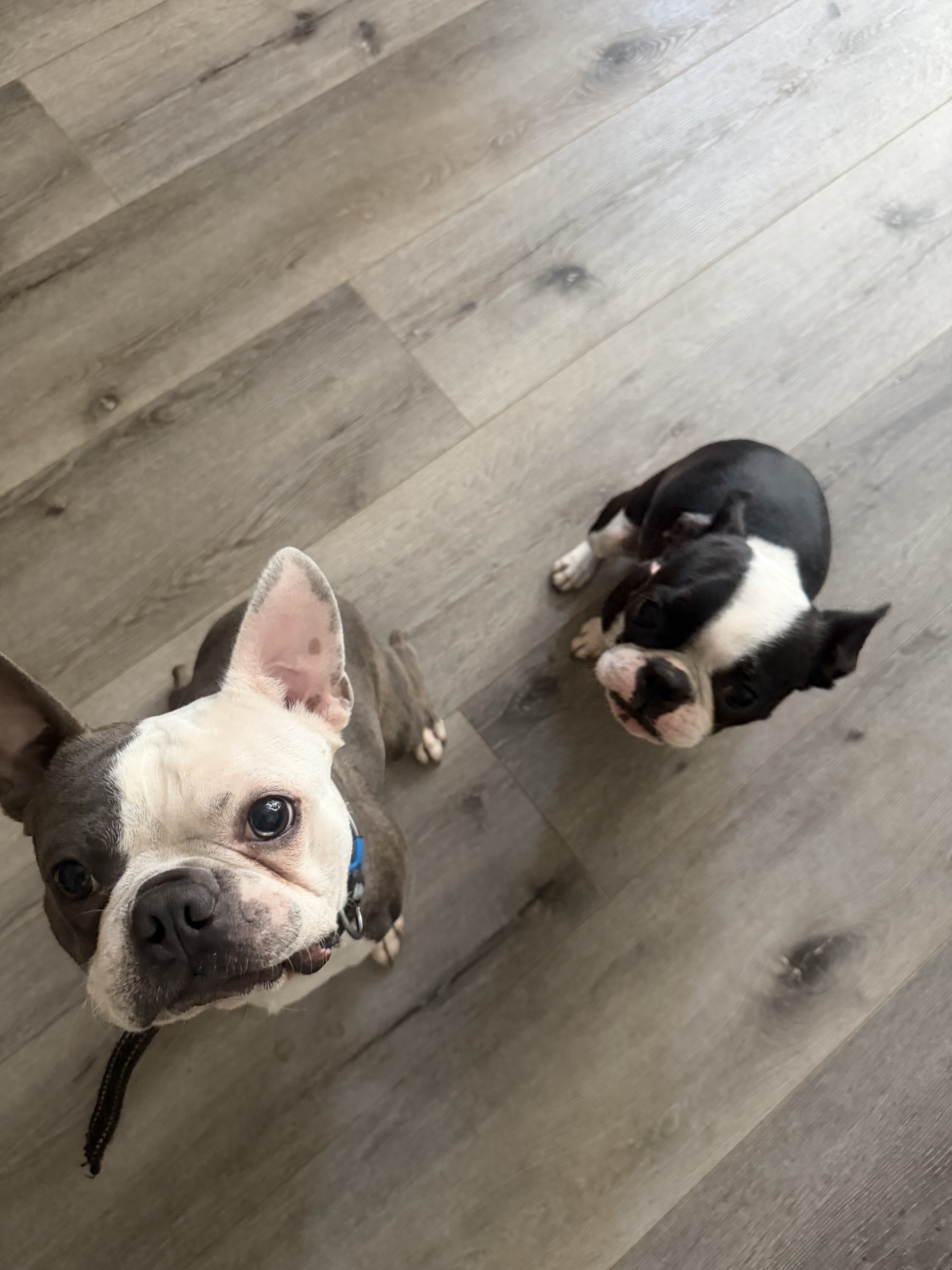 Boston Terrier image 3