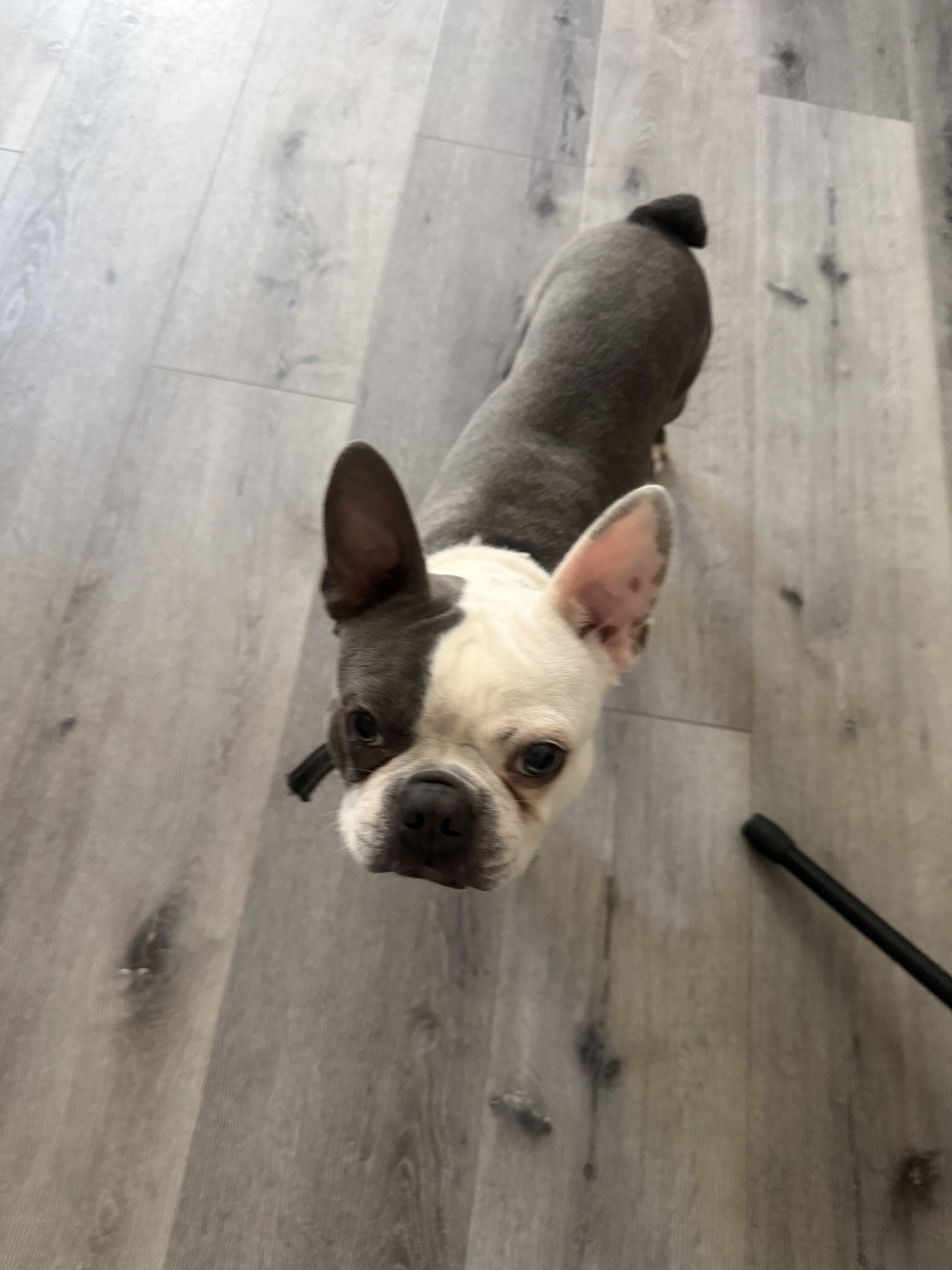 Boston Terrier image 4