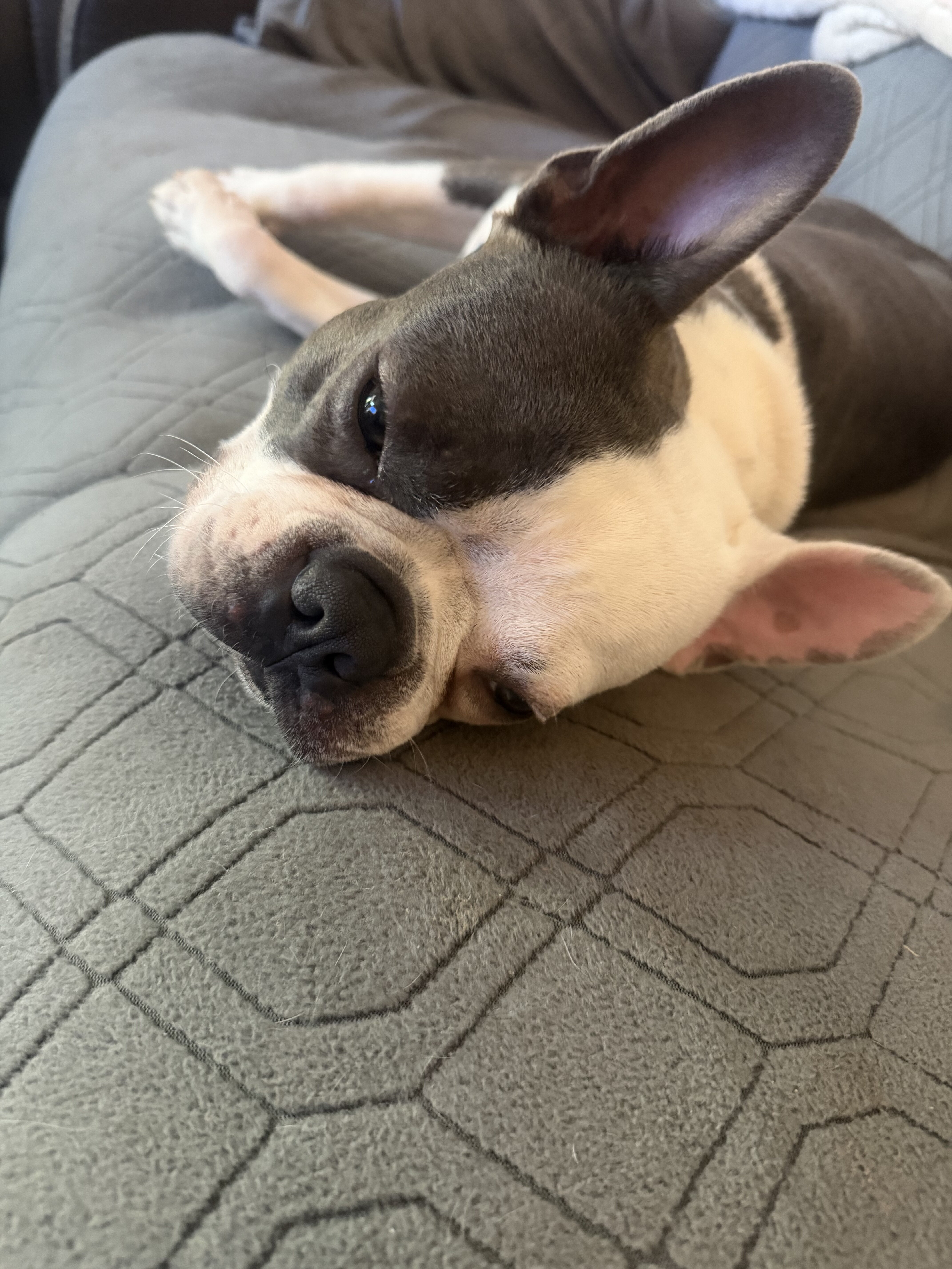 Boston Terrier image 2