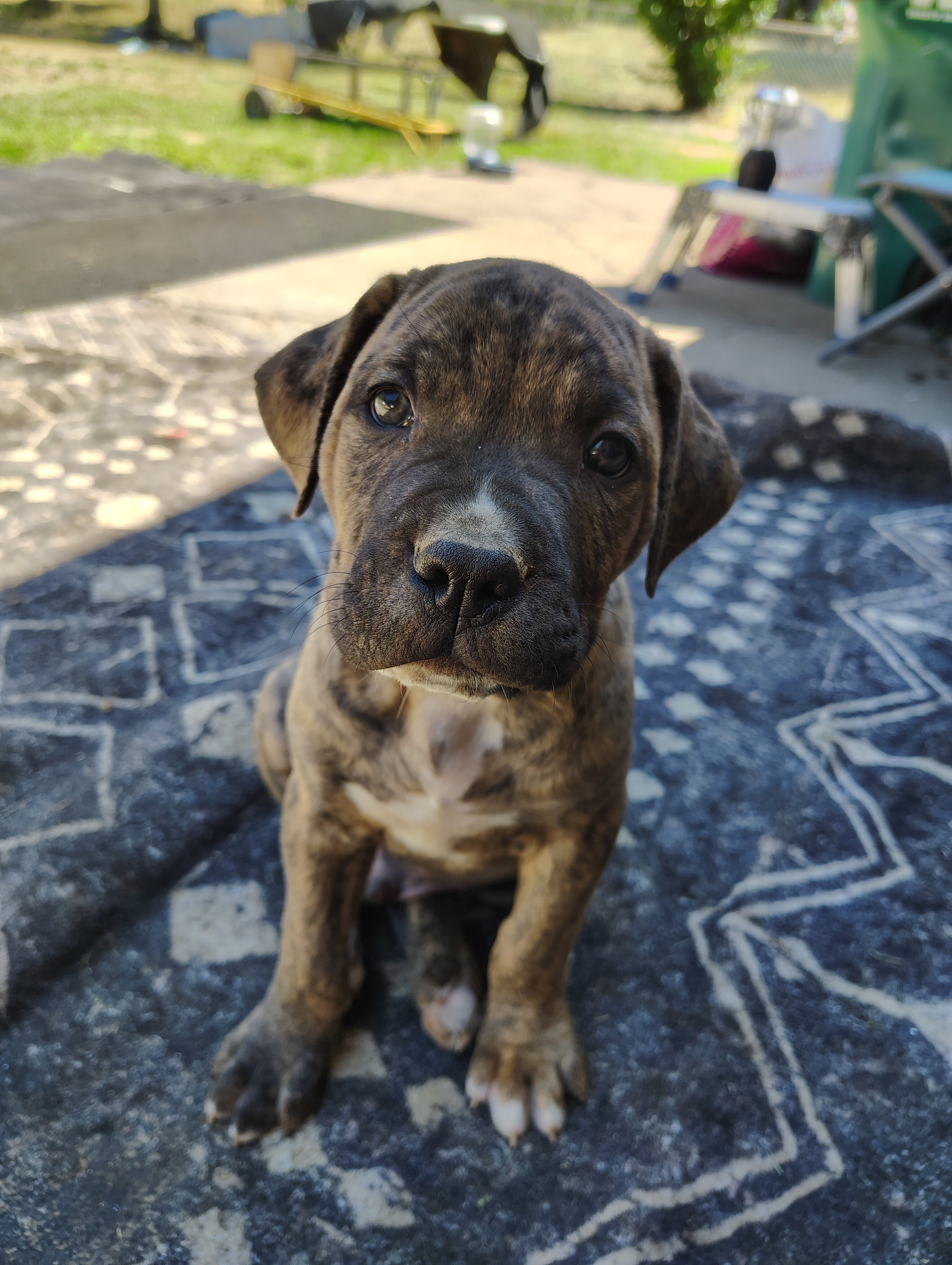 Cane Corso / American Pitt Mix image 6