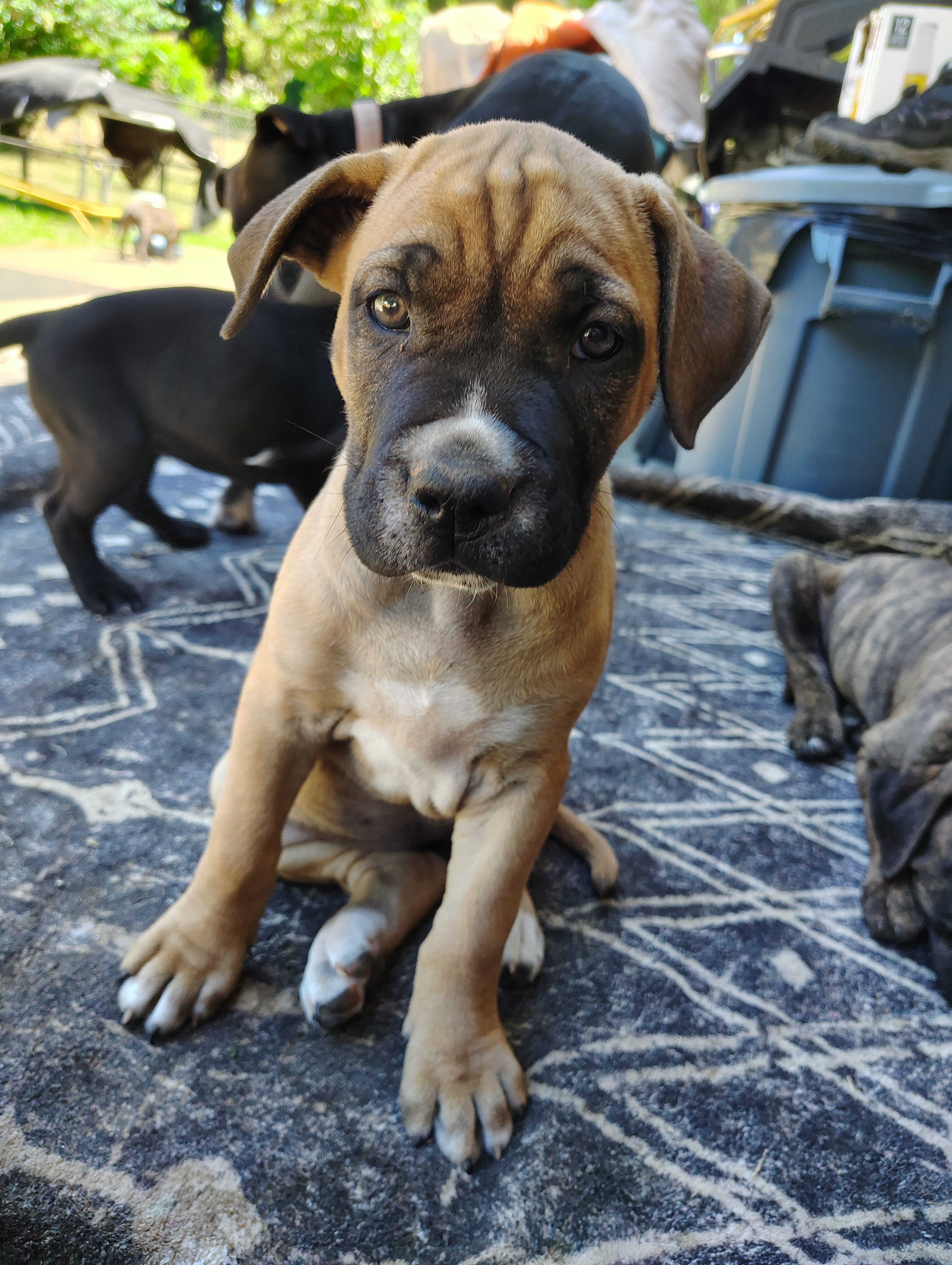 Cane Corso / American Pitt Mix image 5