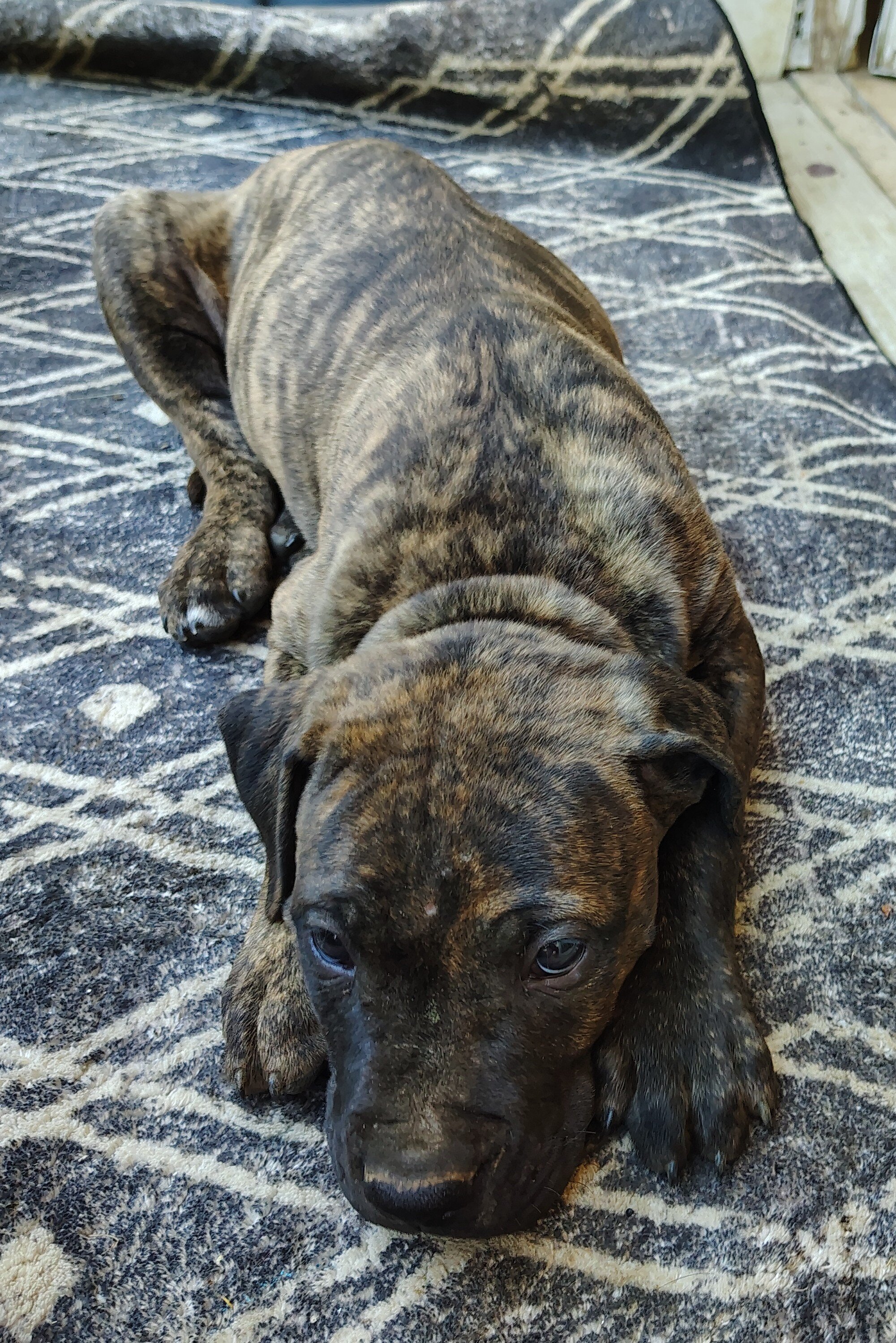 Cane Corso / American Pitt Mix image 7