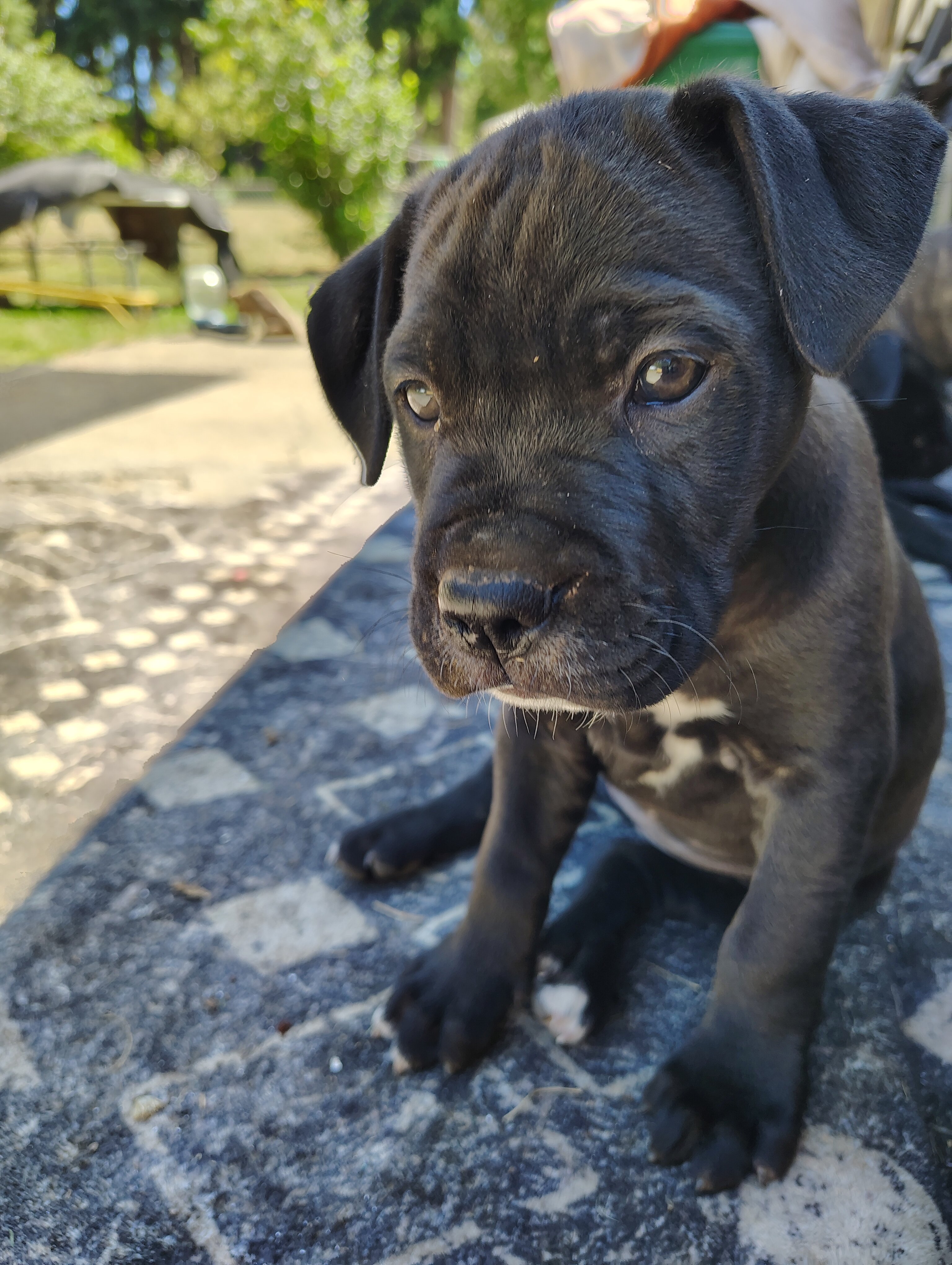 Cane Corso / American Pitt Mix image 4