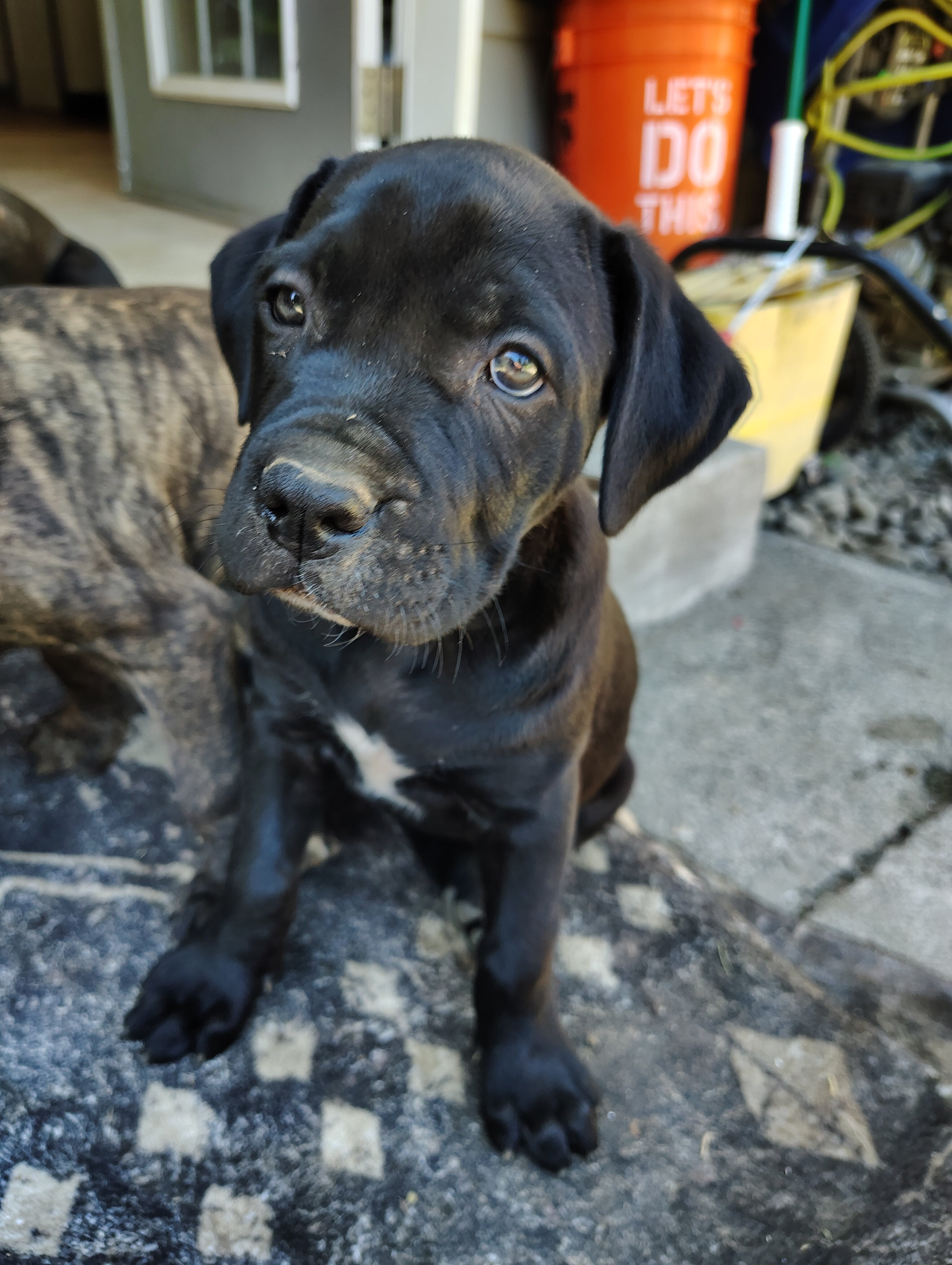 Cane Corso / American Pitt Mix image 3