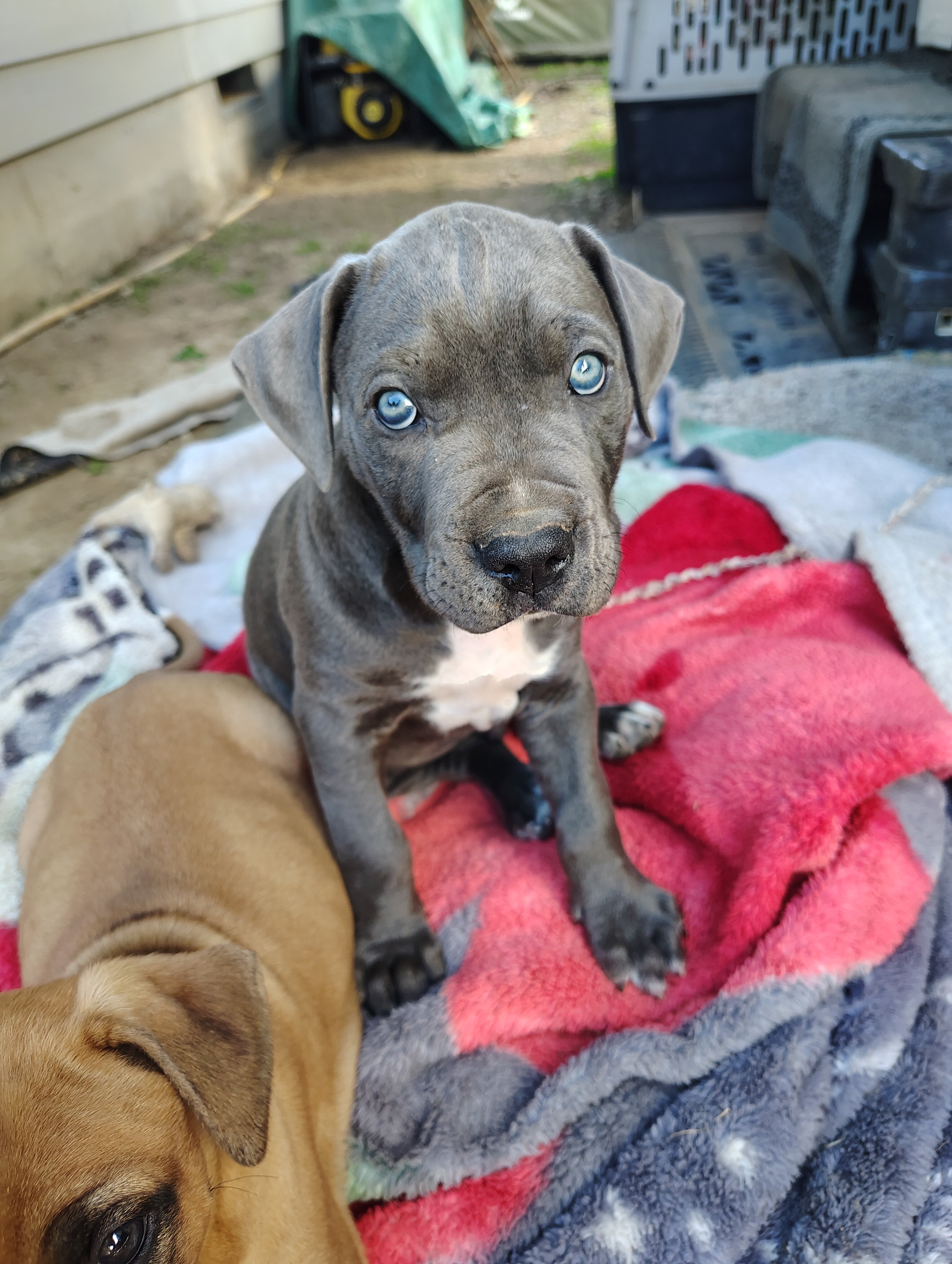 Cane Corso / American Pitt Mix image 1