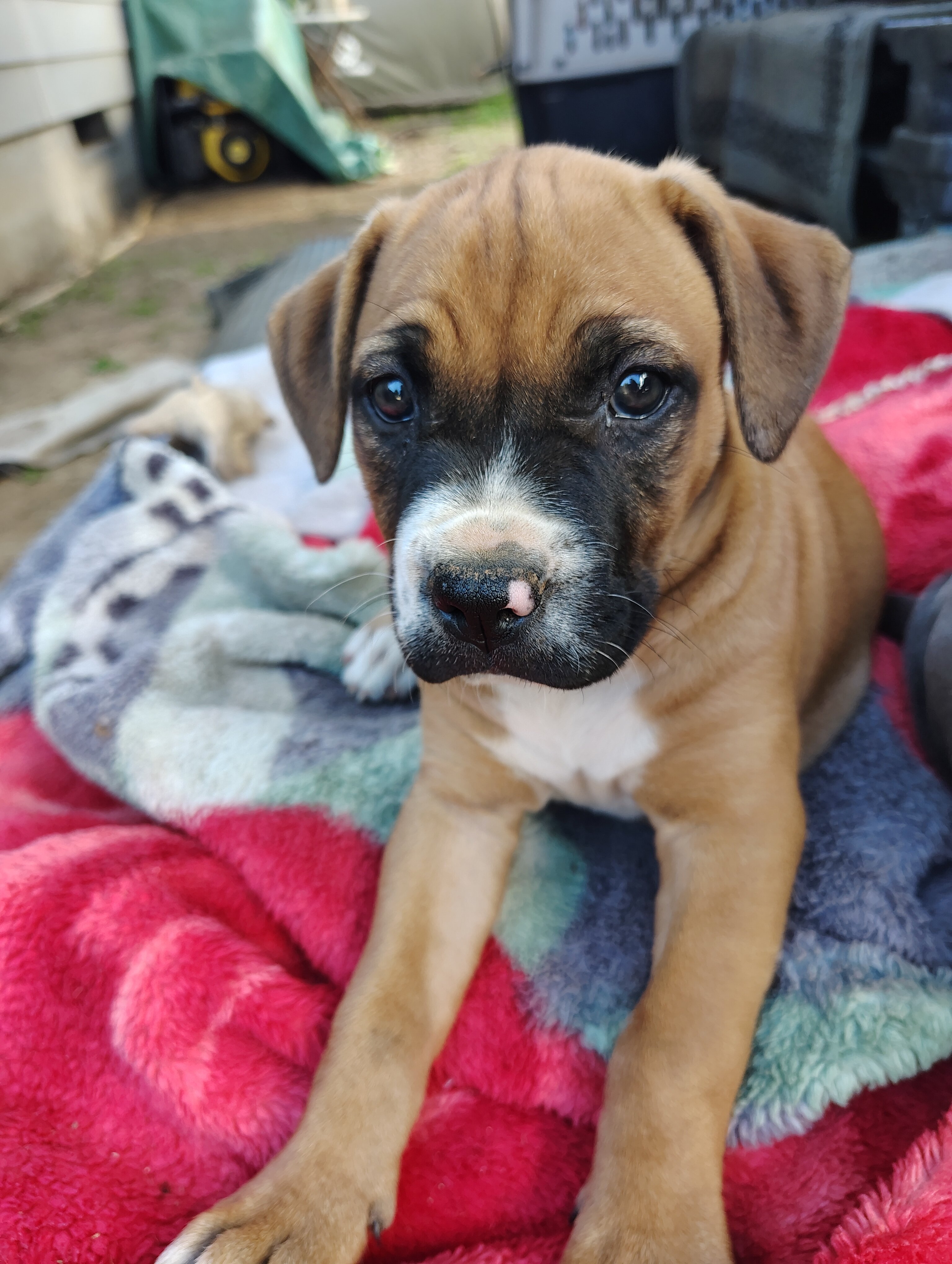 Cane Corso / American Pitt Mix image 2