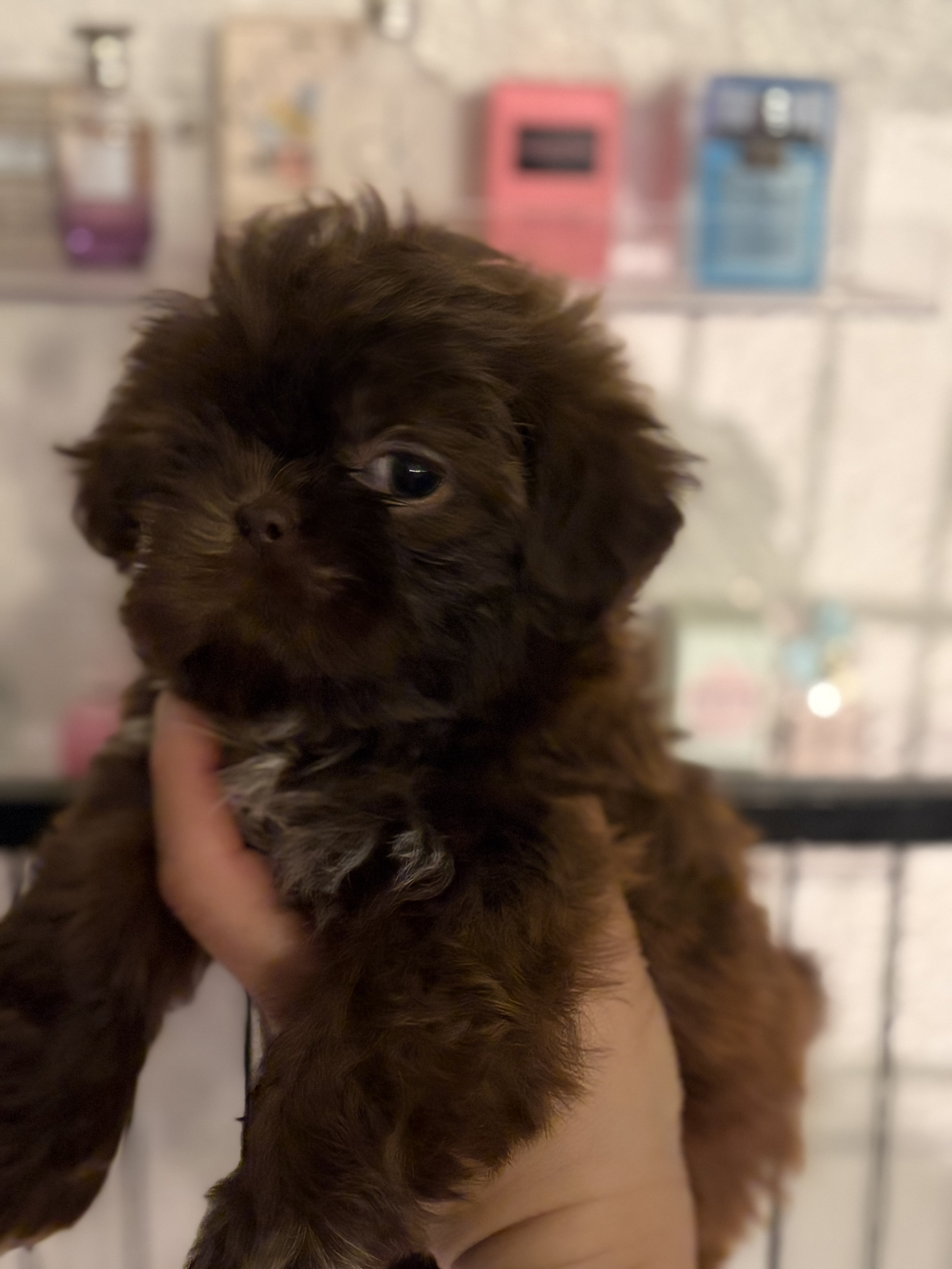 Puppies Shitzu image 2
