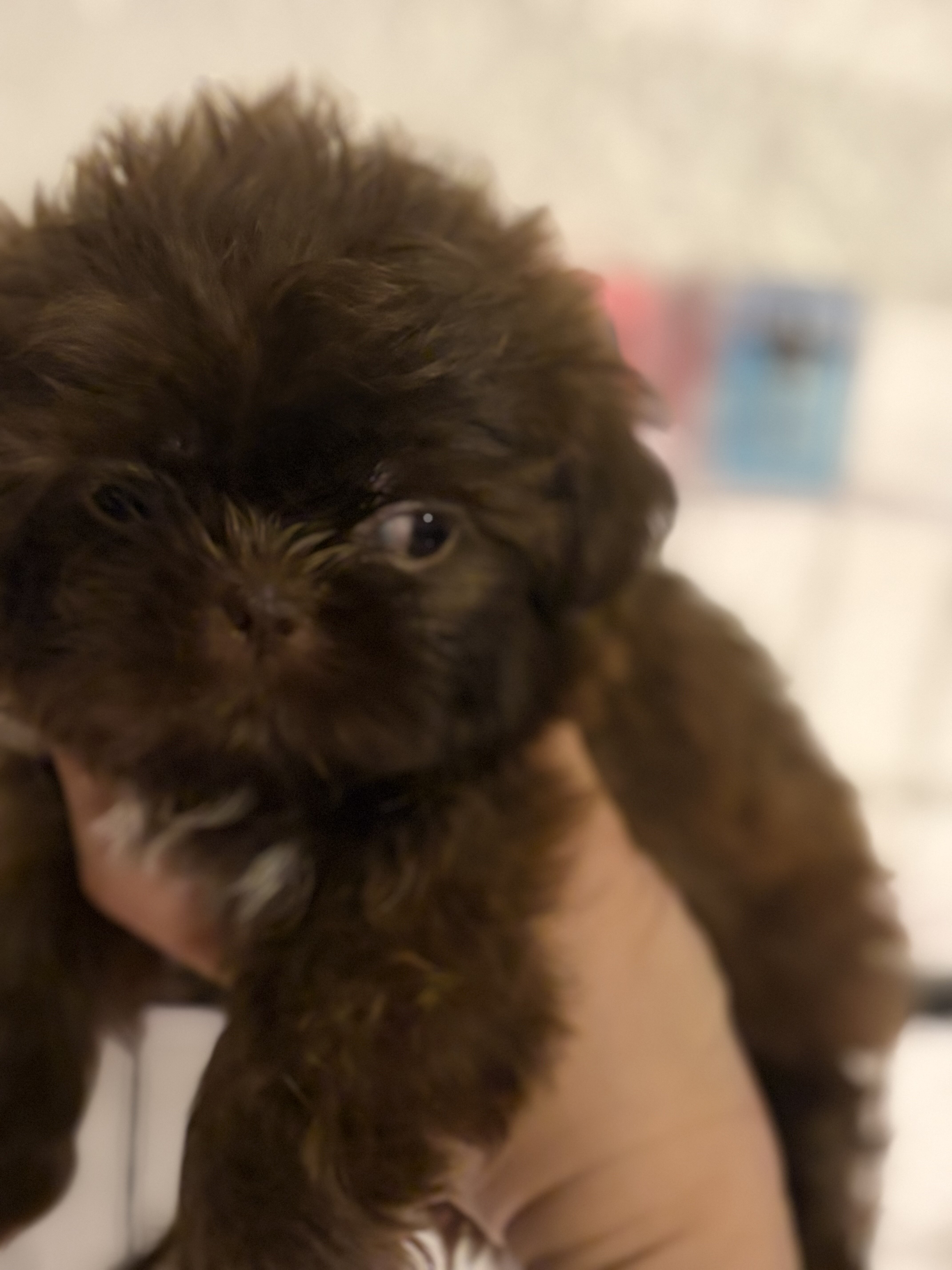 Puppies Shitzu image 1