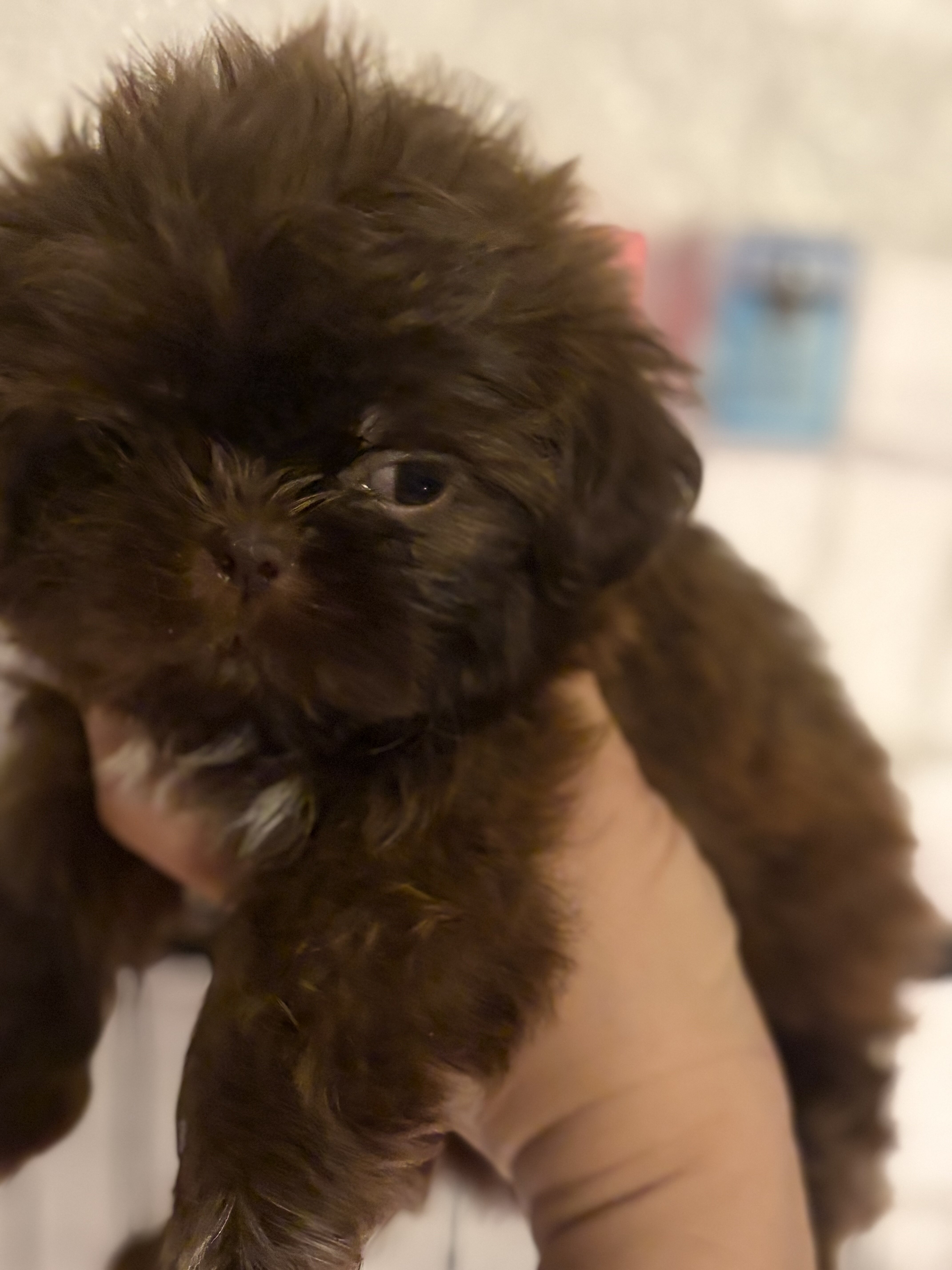 Puppies Shitzu image 3