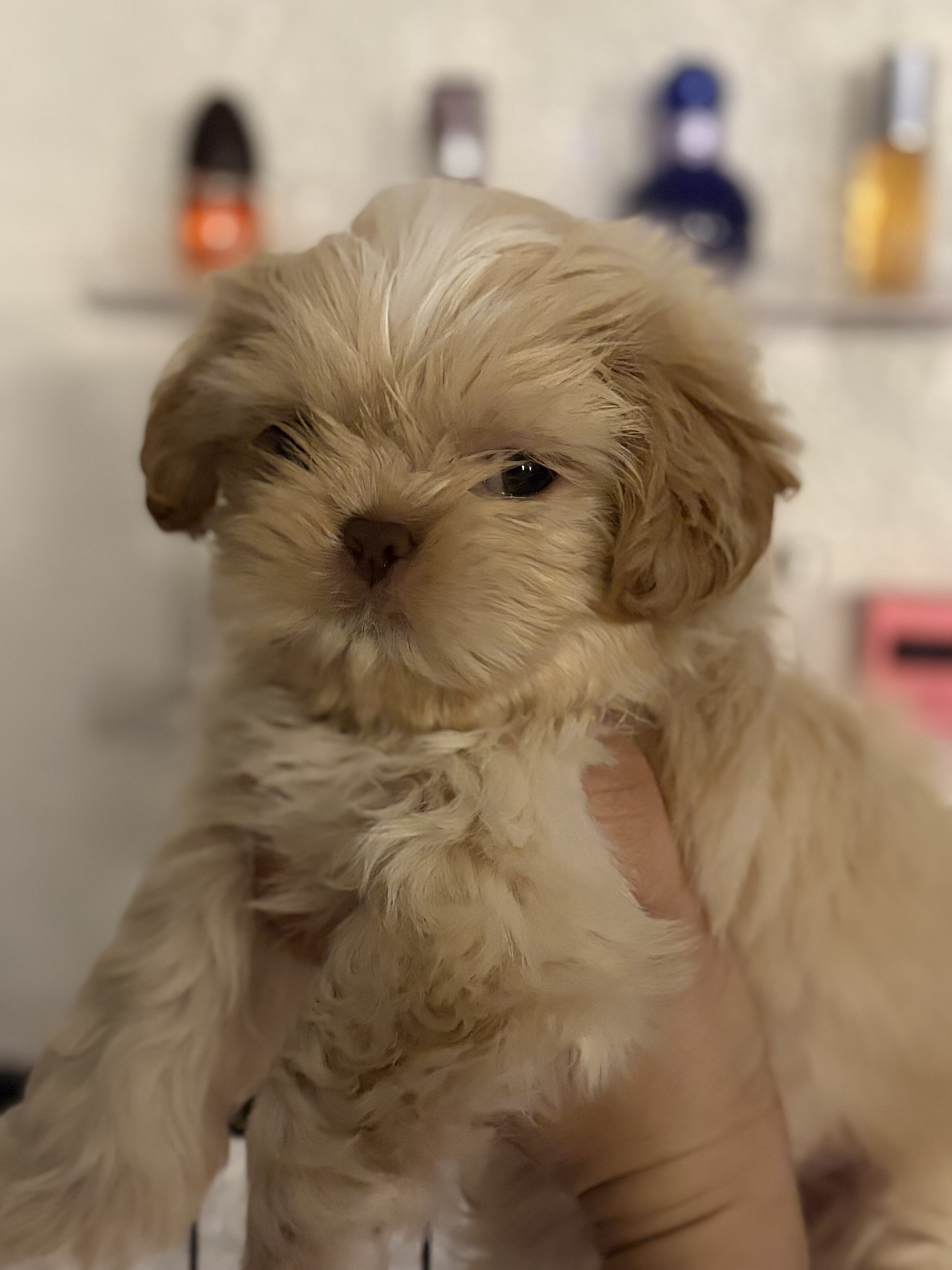 Puppies Shitzu image 4
