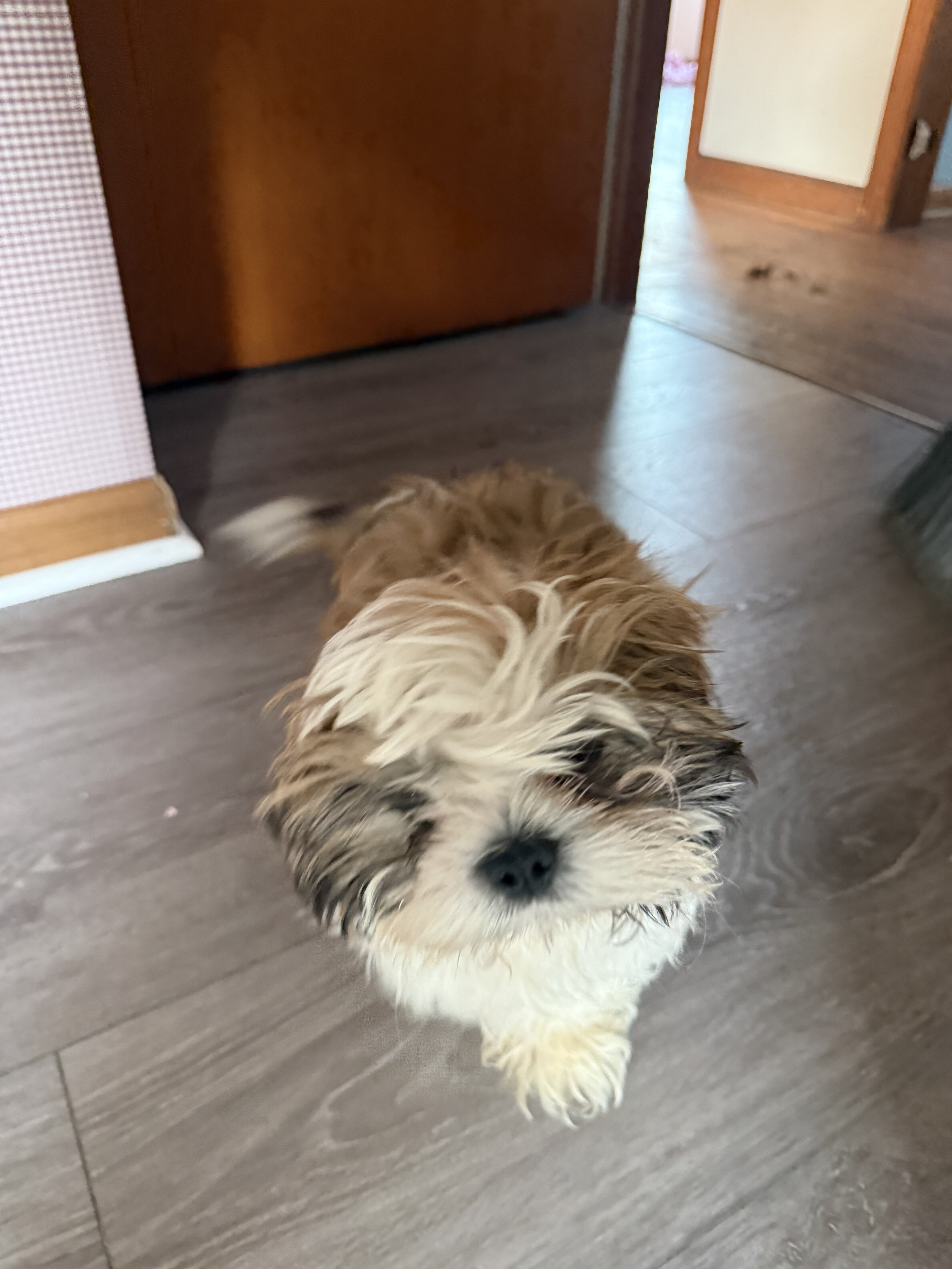 Shih Tzu Puppy image 1