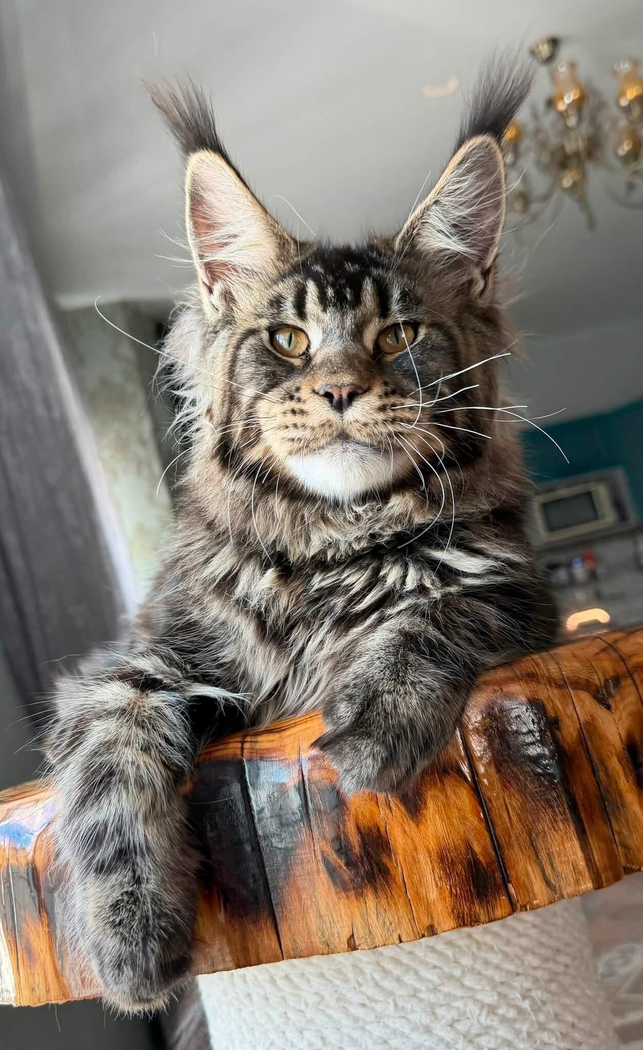 The Maine Coon kitten image 2
