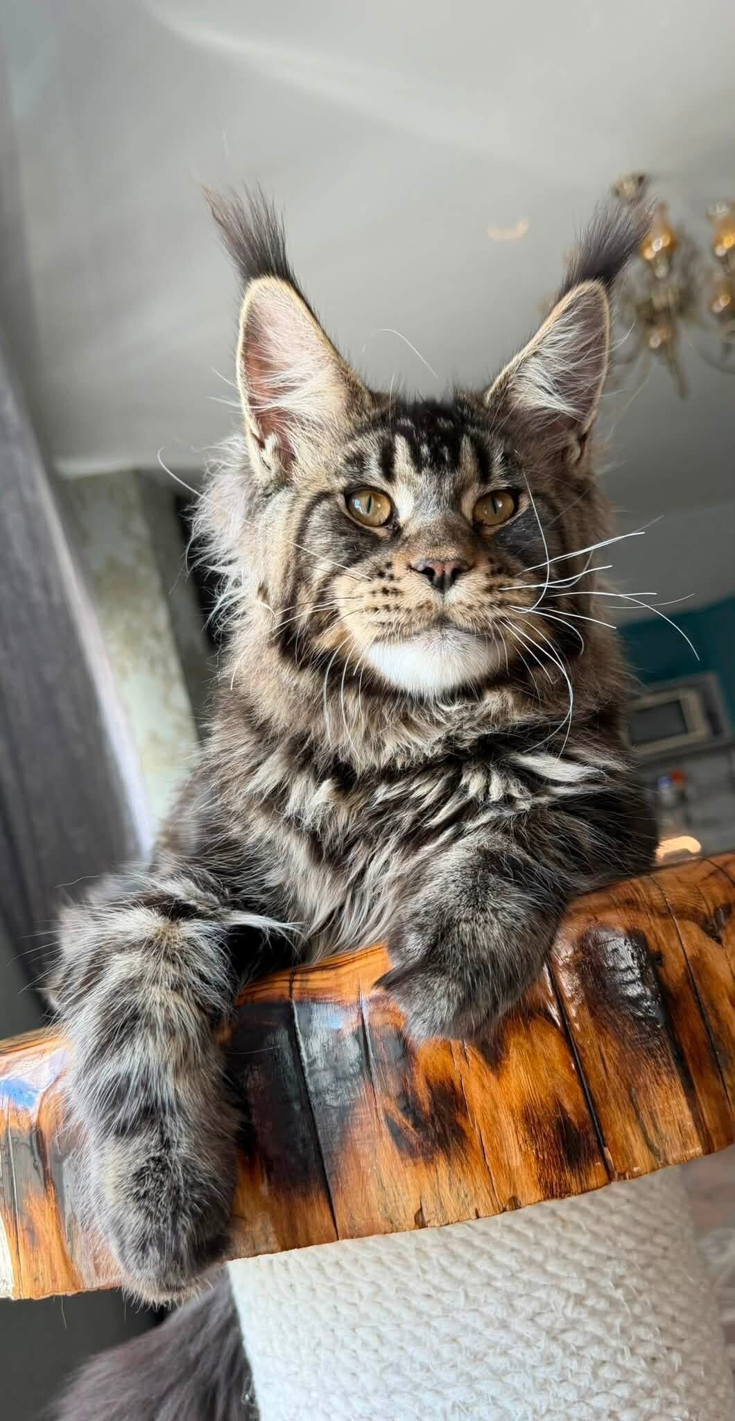 The Maine Coon kitten image 1
