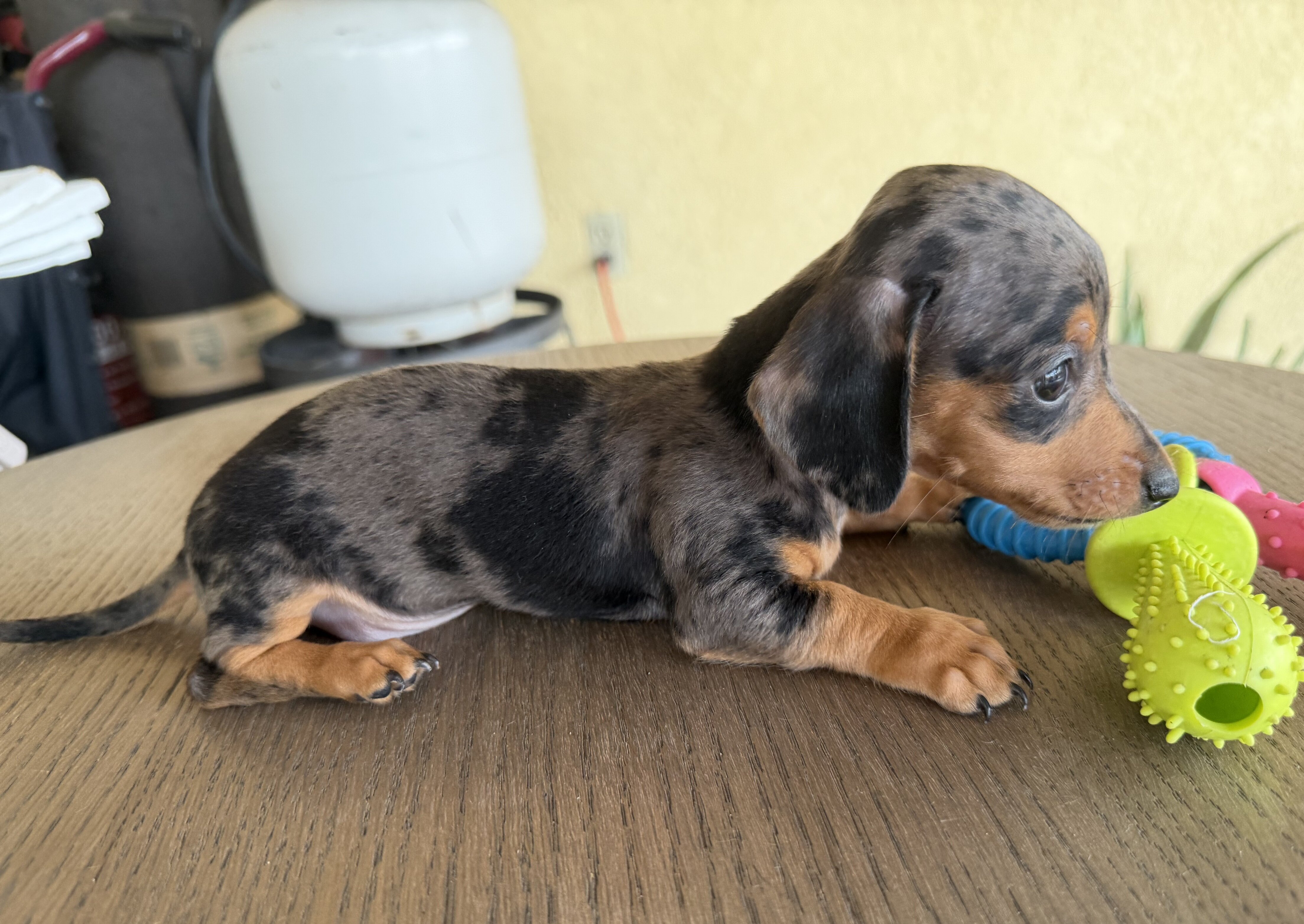 Dachshund Puppies image 9
