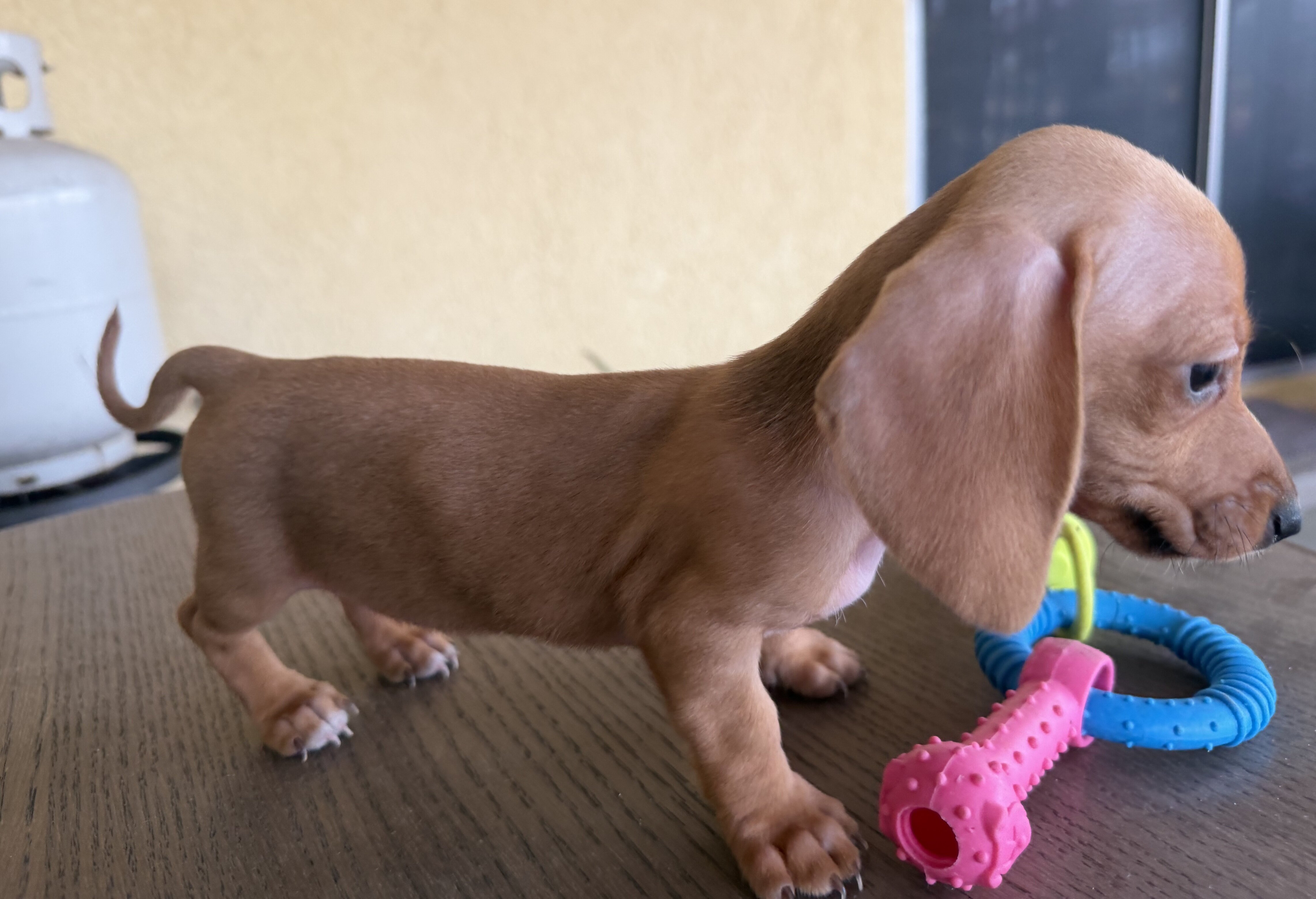 Dachshund Puppies image 6