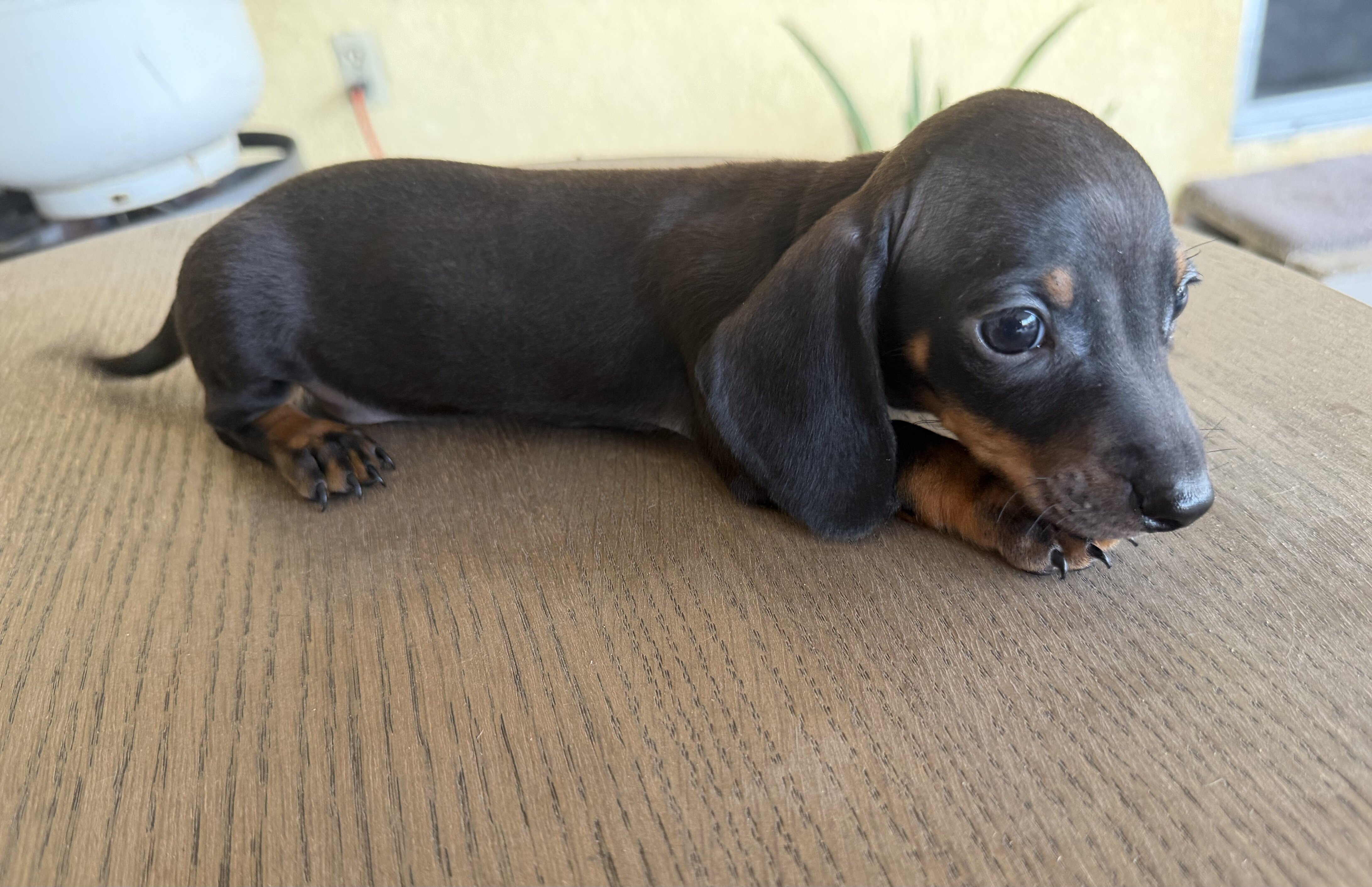 Dachshund Puppies image 8