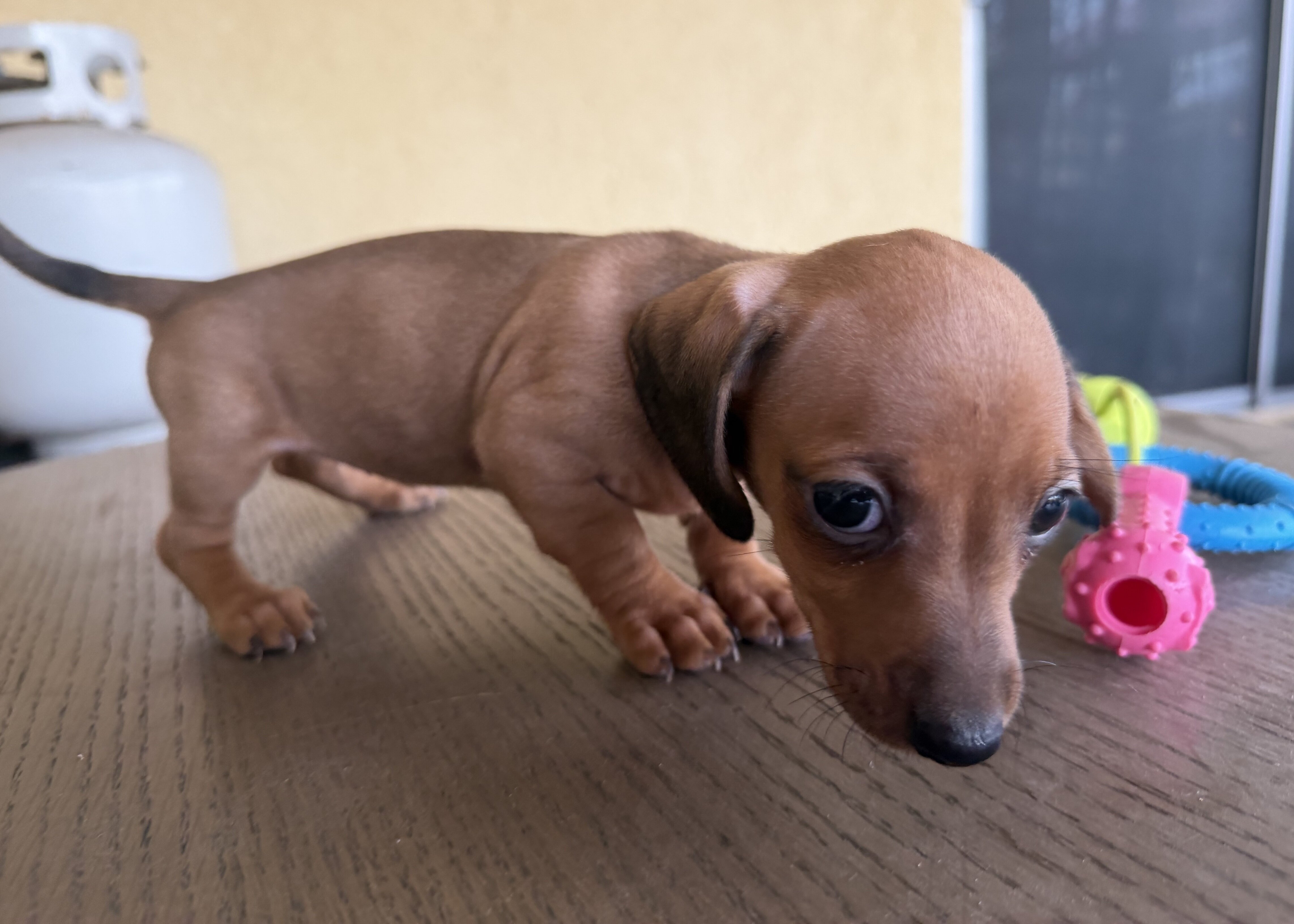 Dachshund Puppies image 4