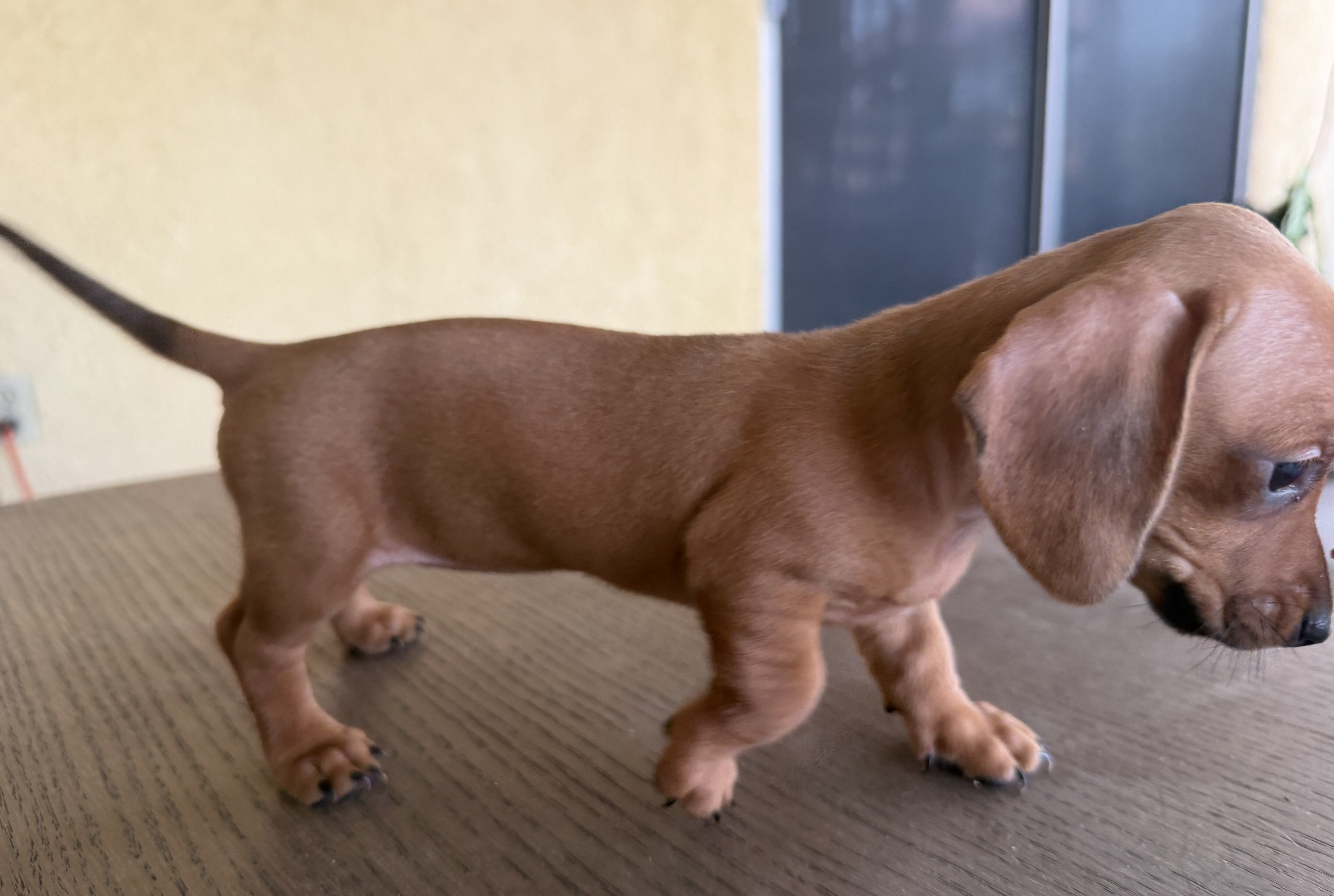 Dachshund Puppies image 7