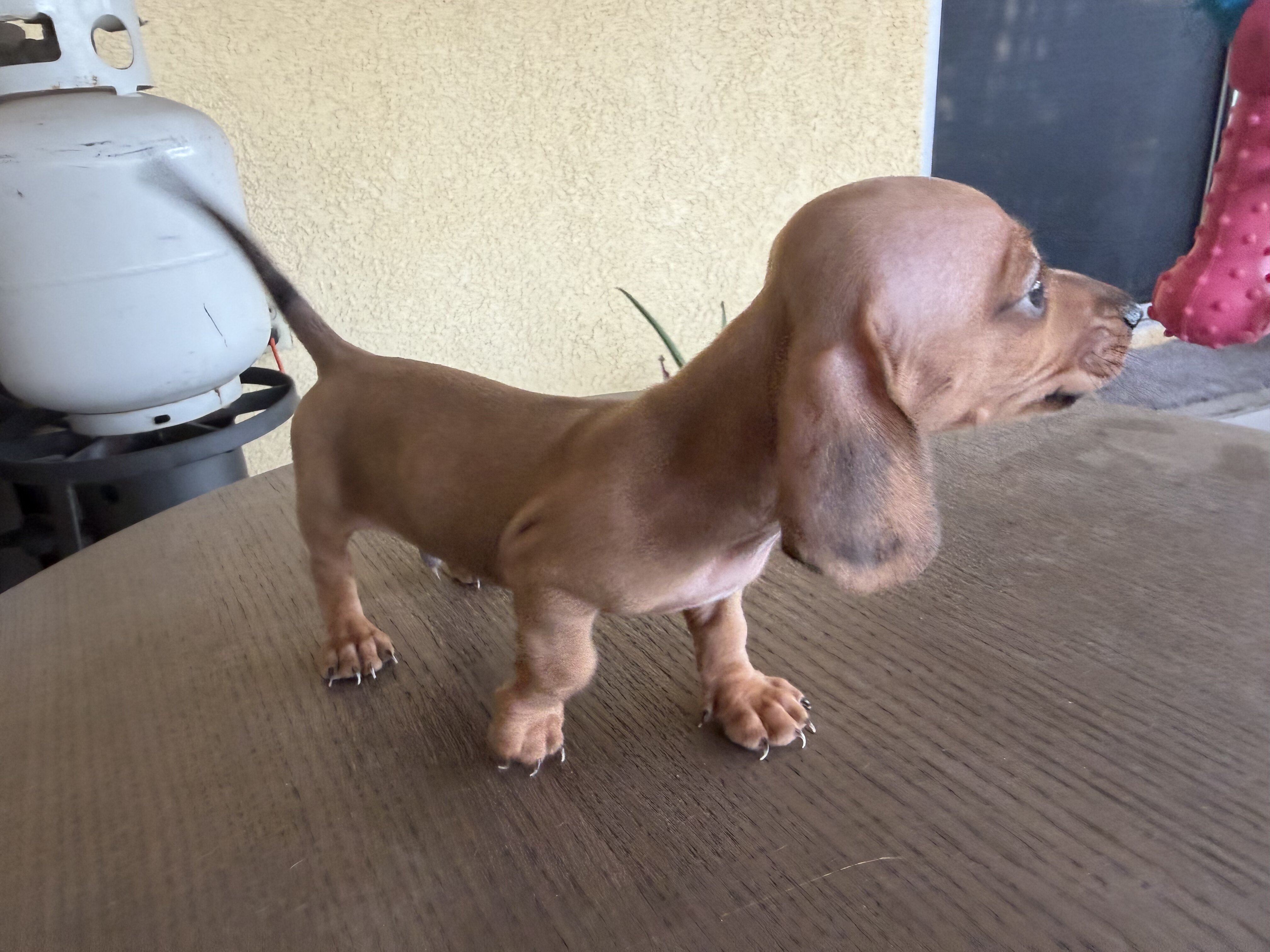 Dachshund Puppies image 1