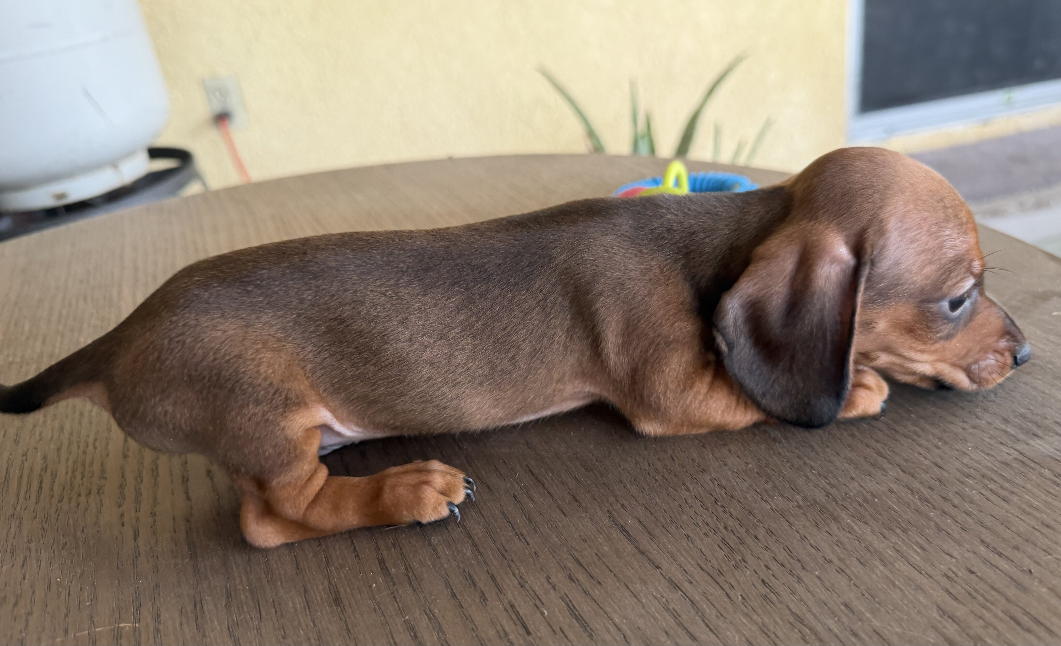 Dachshund Puppies image 5