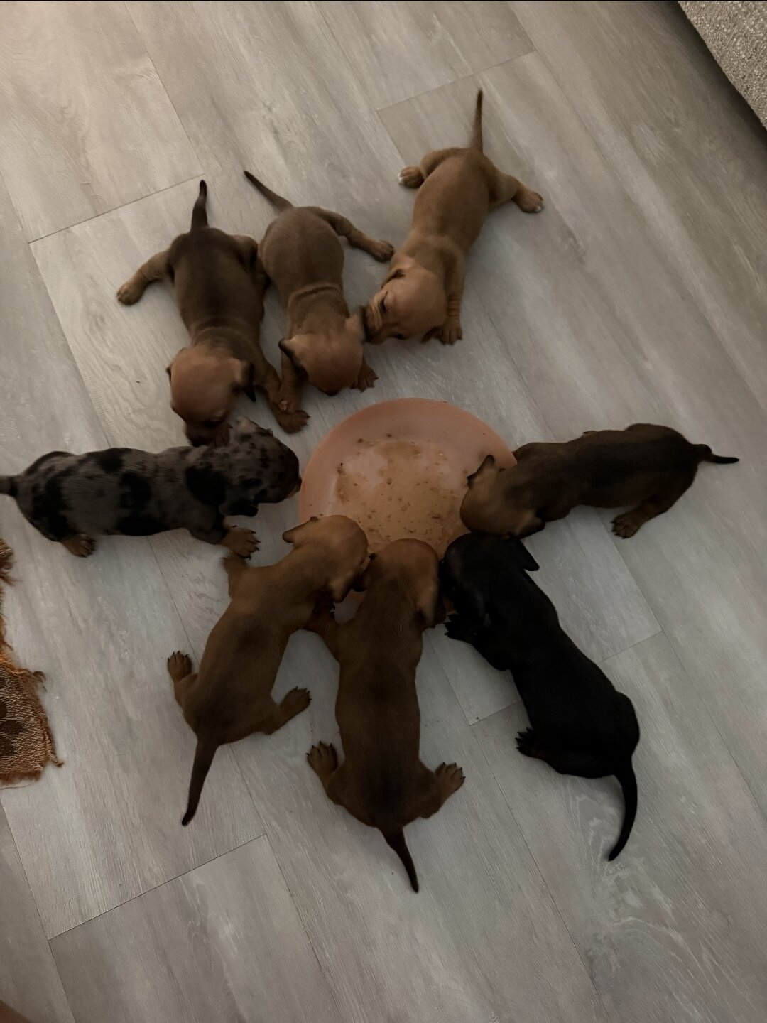 Dachshund Puppies image 3