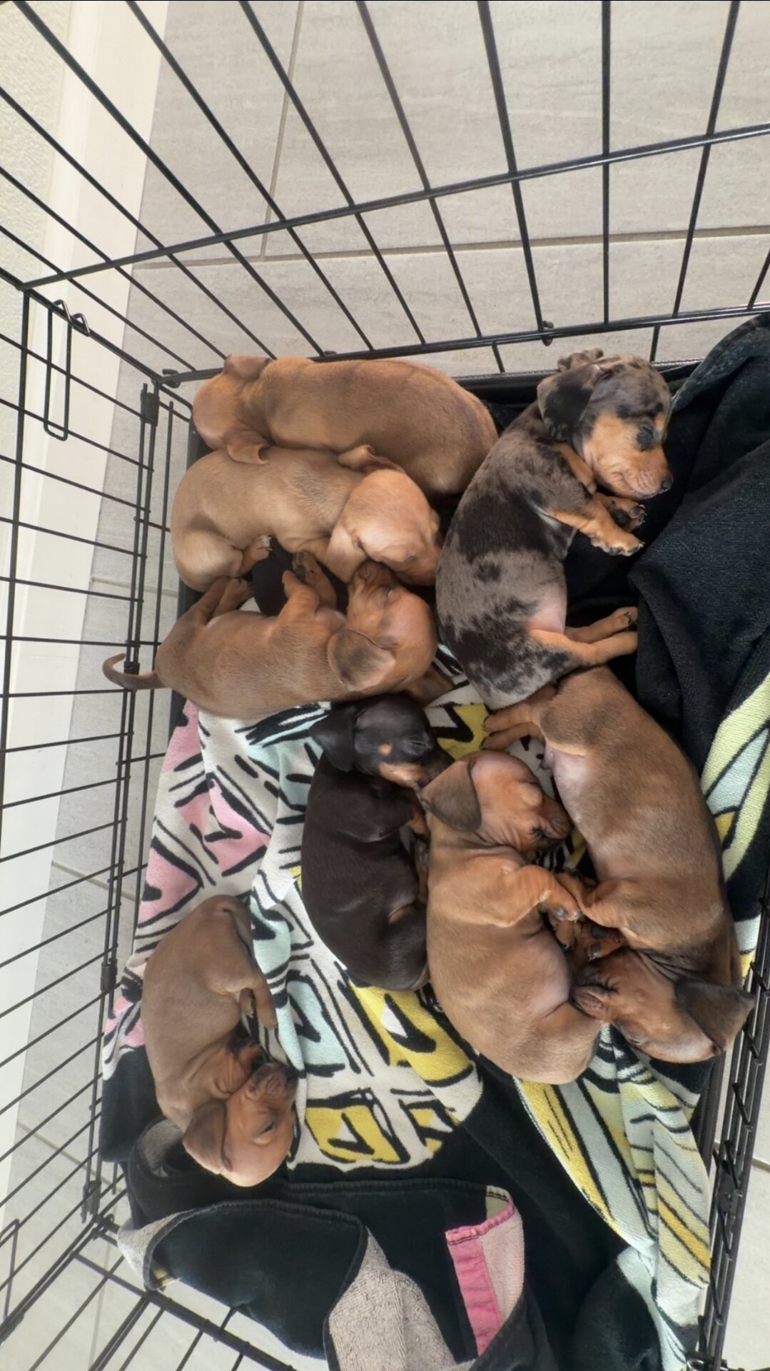 Dachshund Puppies image 2