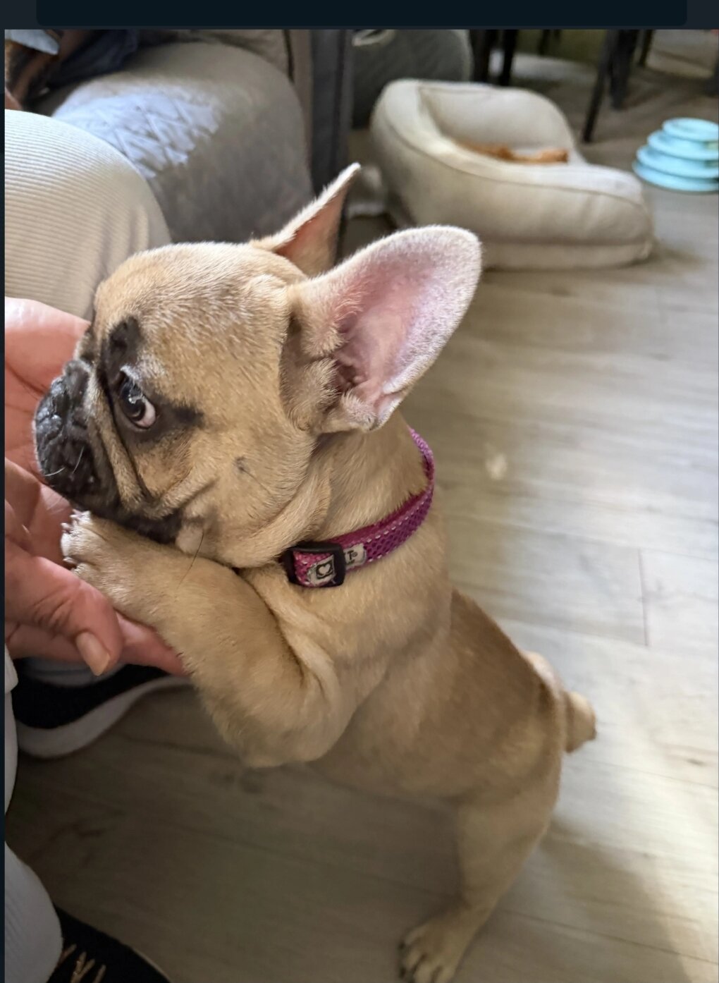 French bulldog image 2