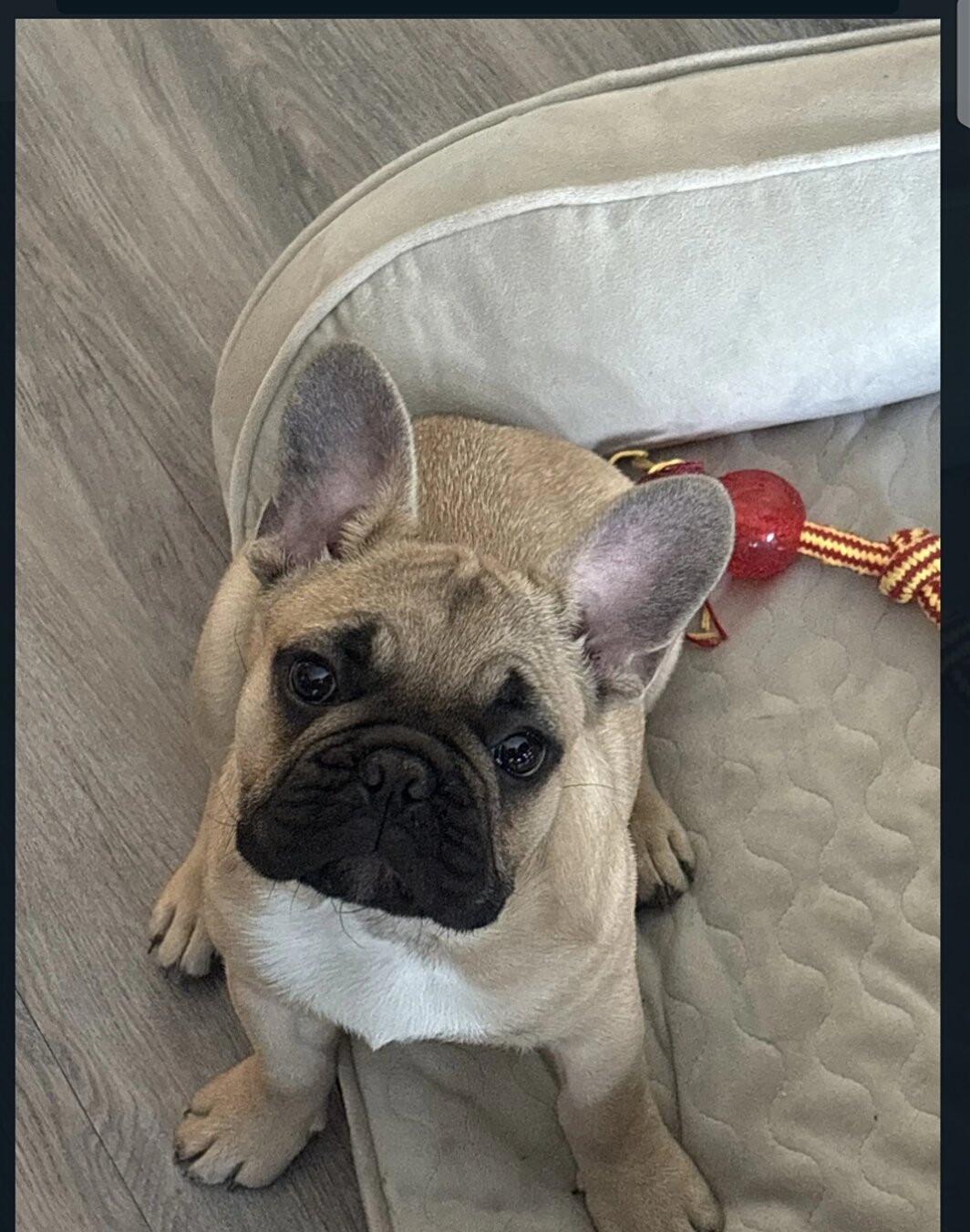 French bulldog image 1