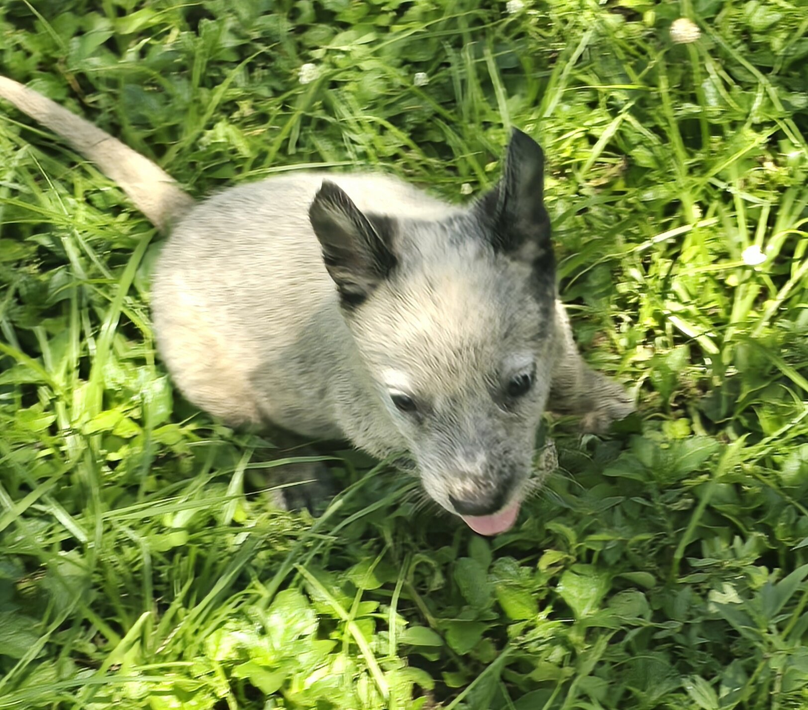 Blue Heeler Puppys image 1