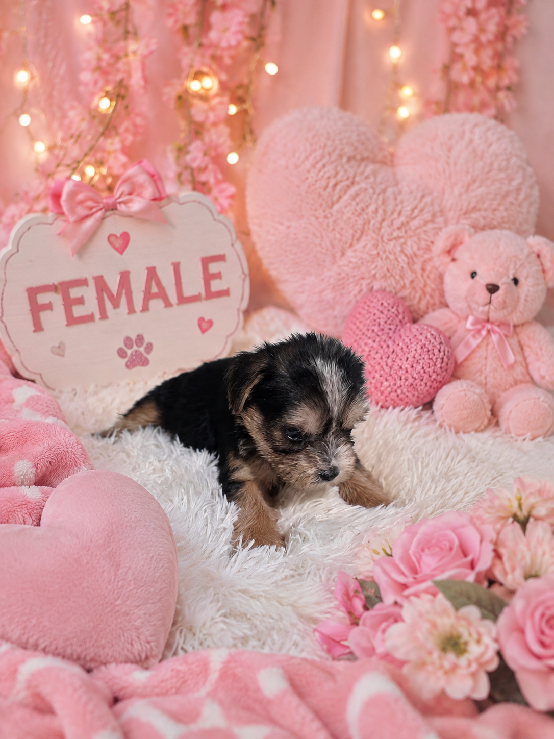 Shirley puppies image 2