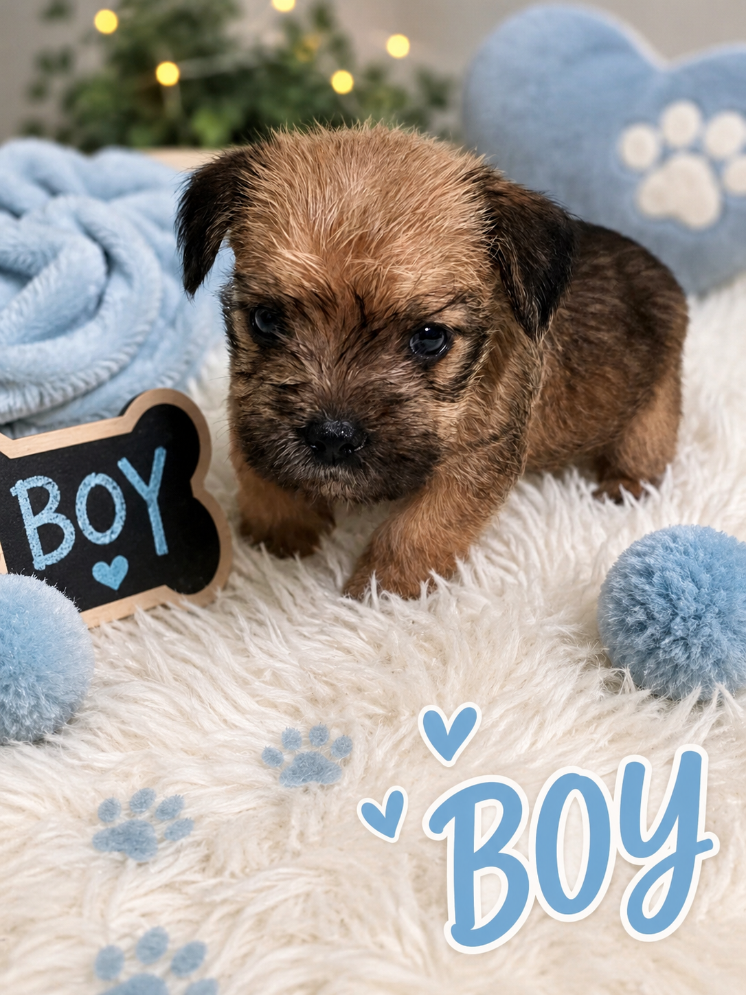 Shirley puppies image 5