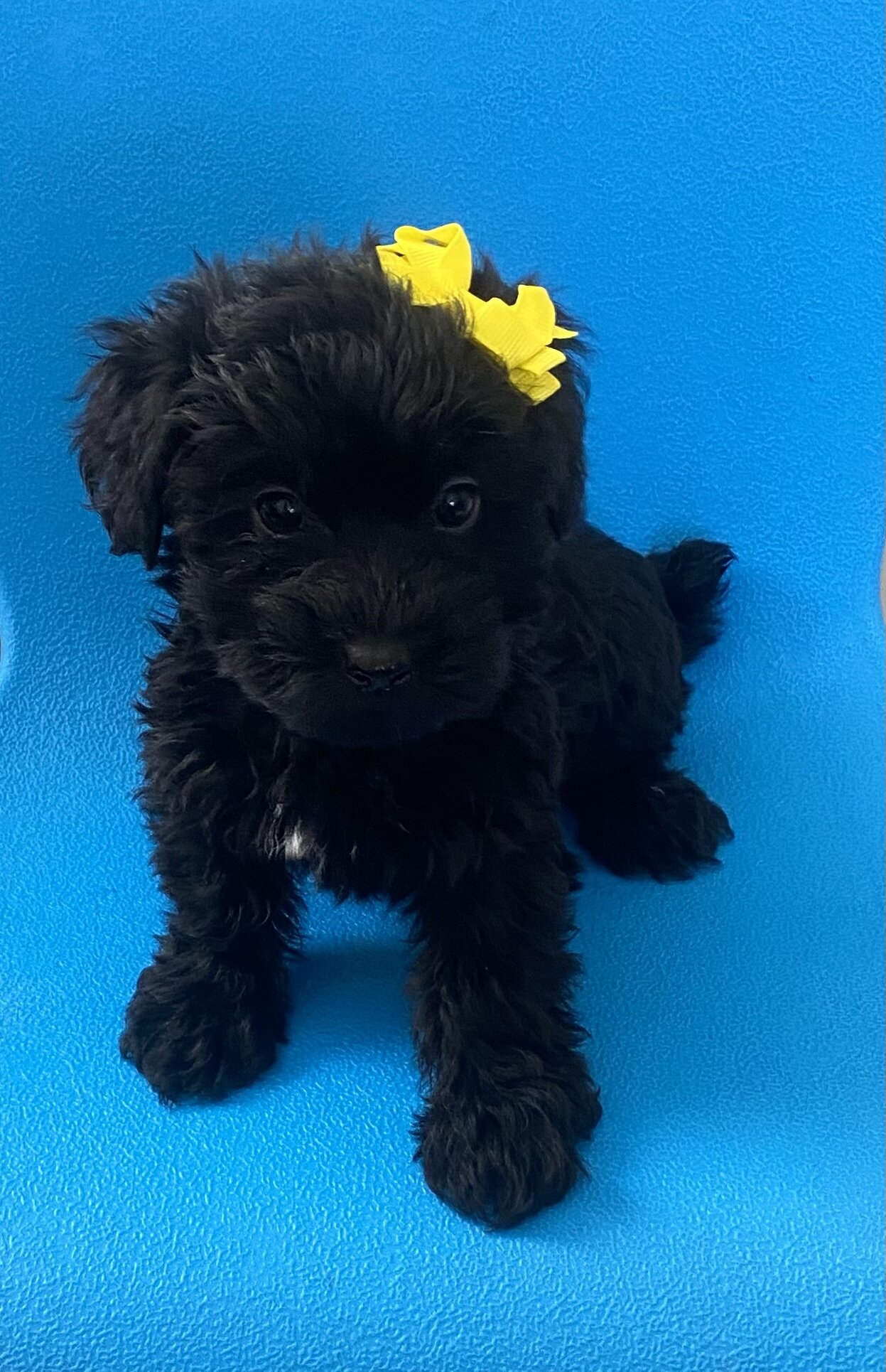 Black beauty Yorkipoo girl image 2