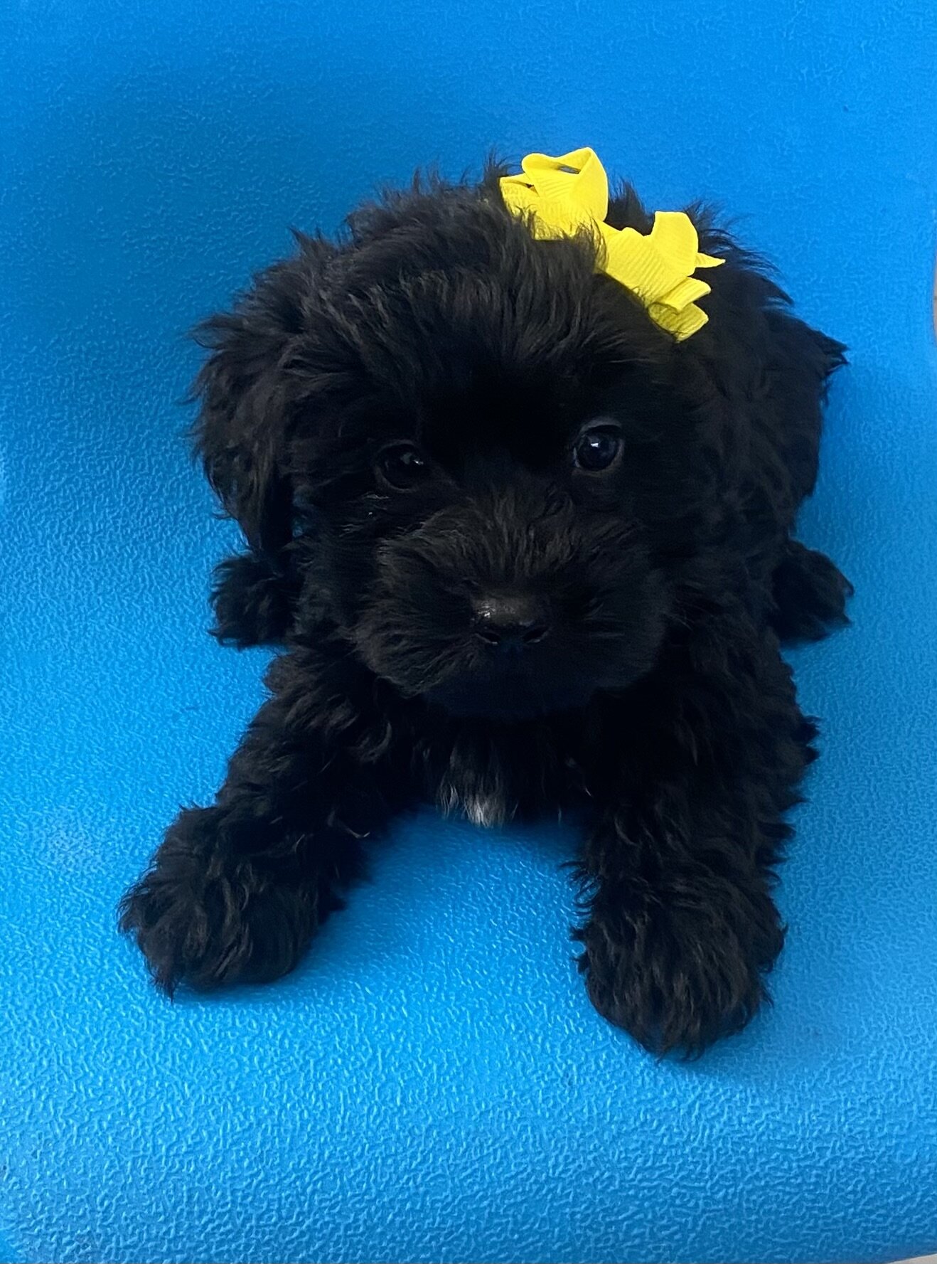 Black beauty Yorkipoo girl image 1