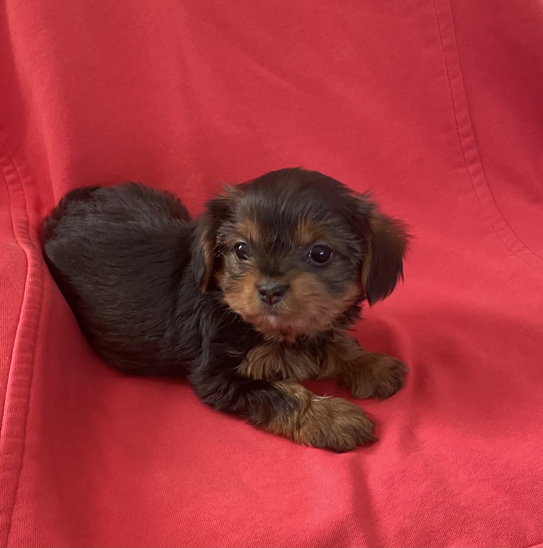 Sweet little girl YorkiePoo image 2