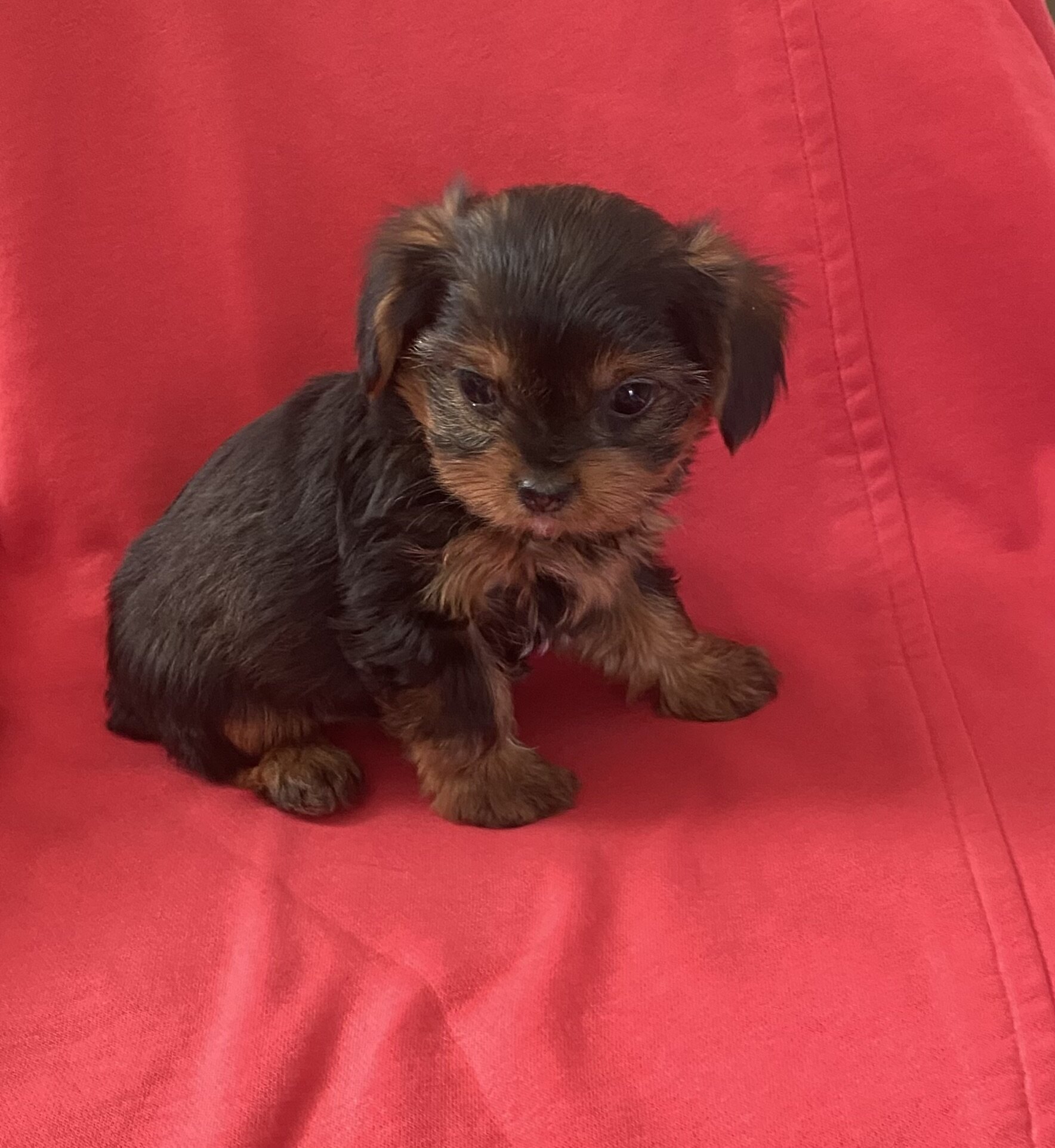 Sweet little girl YorkiePoo image 1