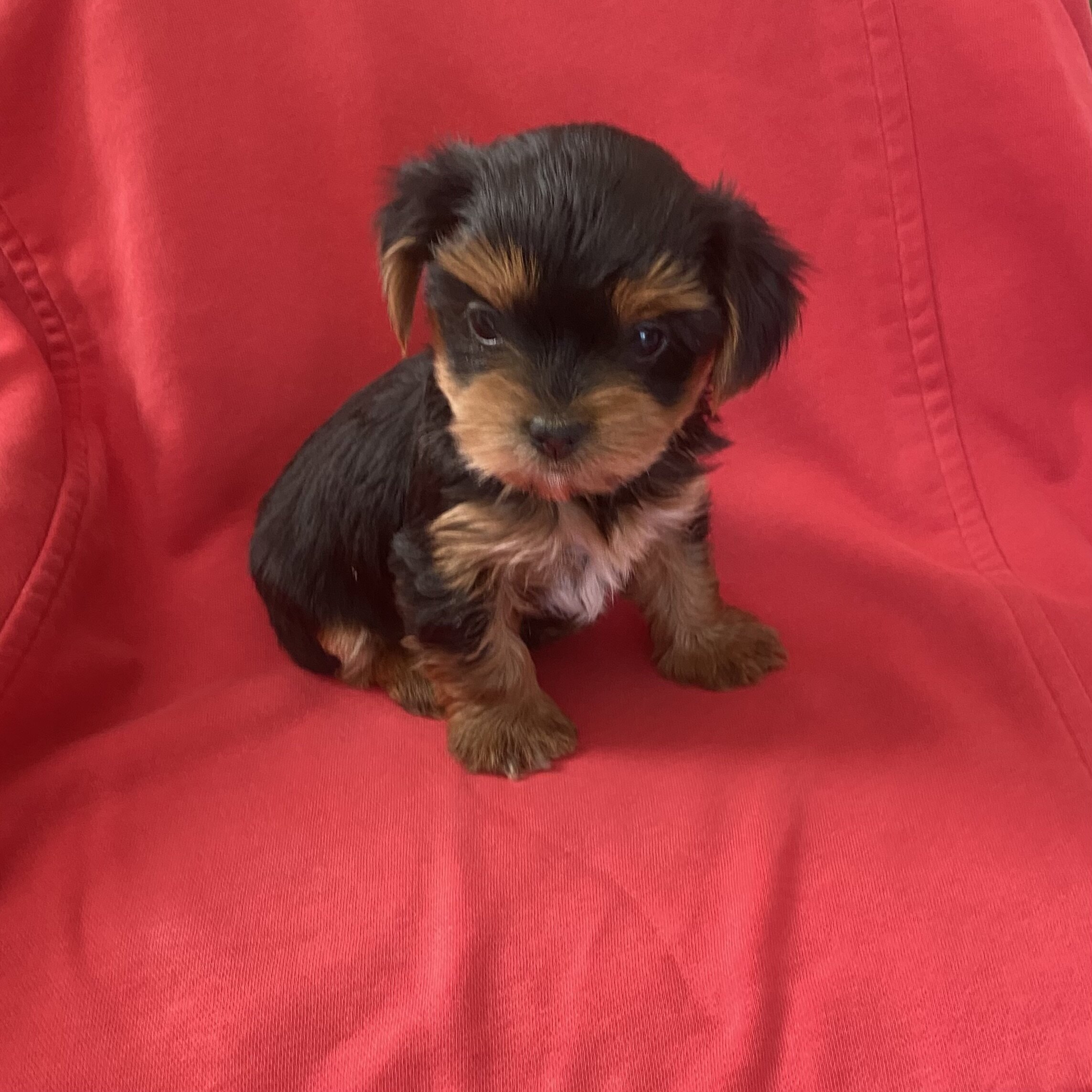 Cute YorkiePoo boy image 2