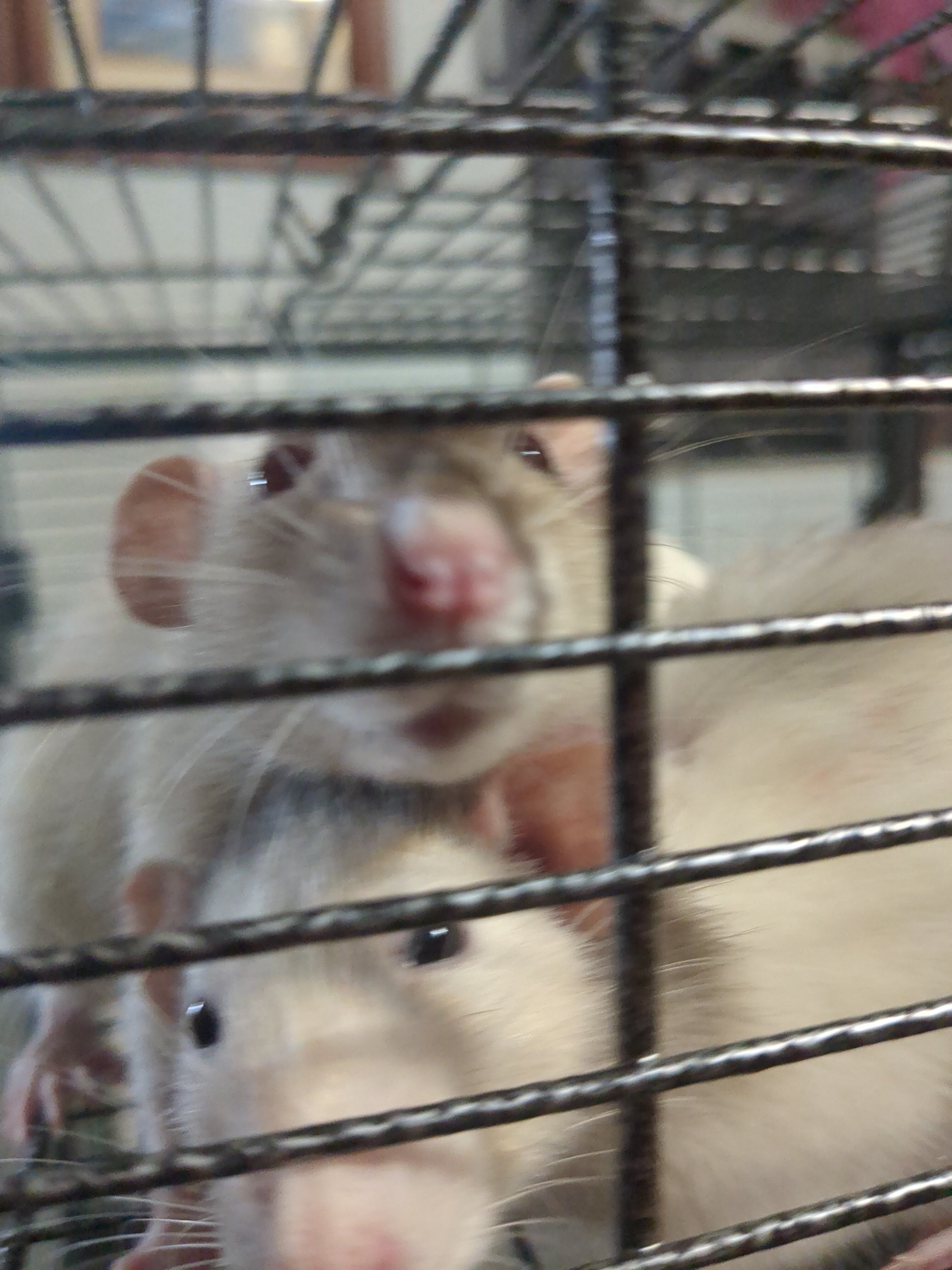 Rats image 5