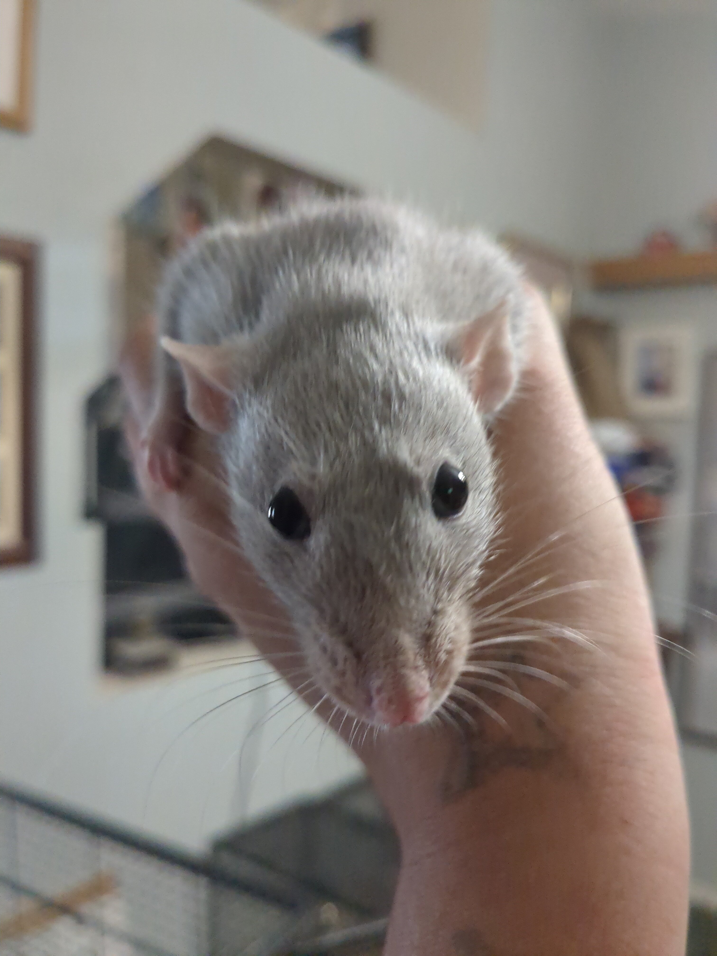 Rats image 4