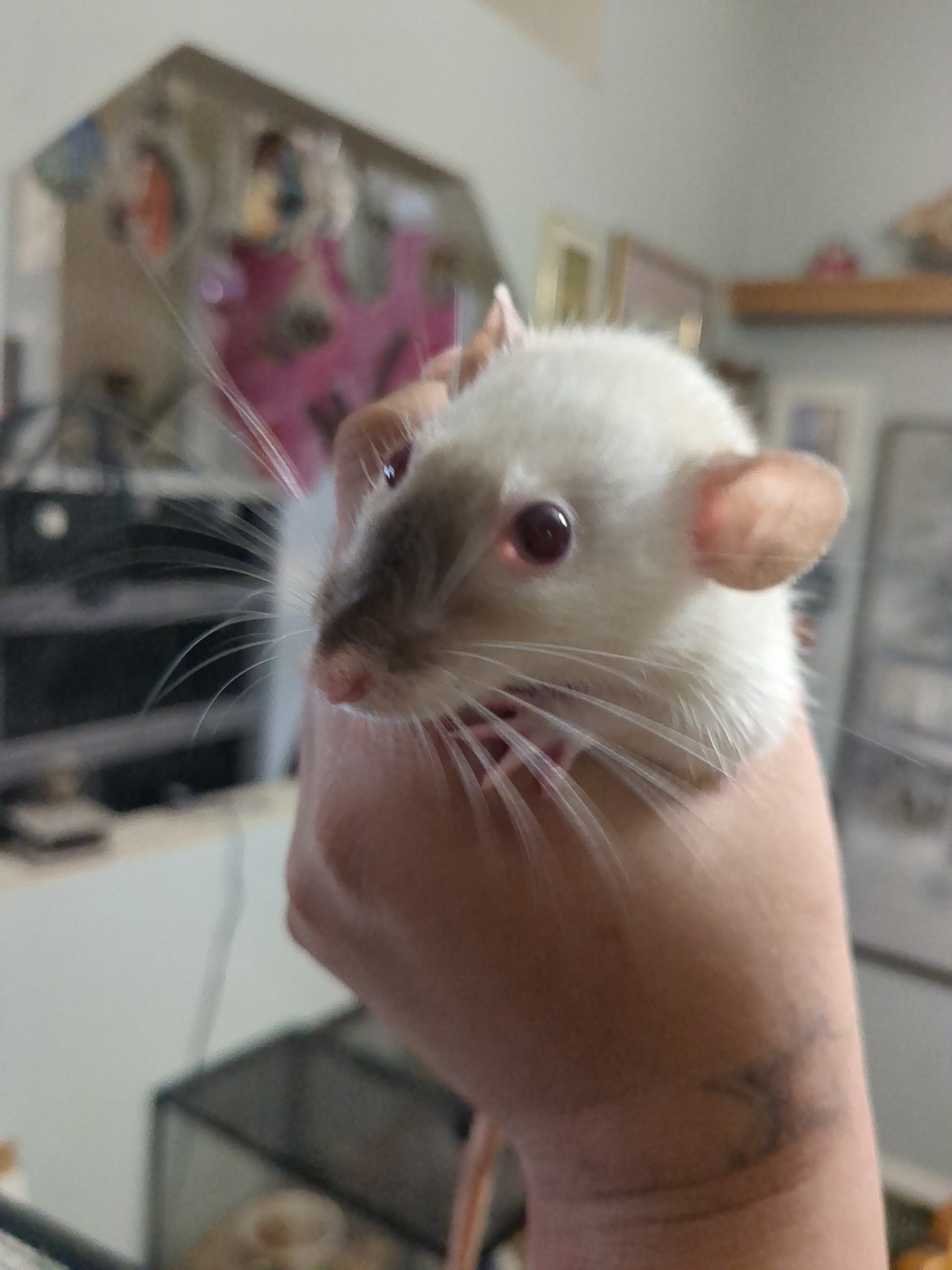 Rats image 3
