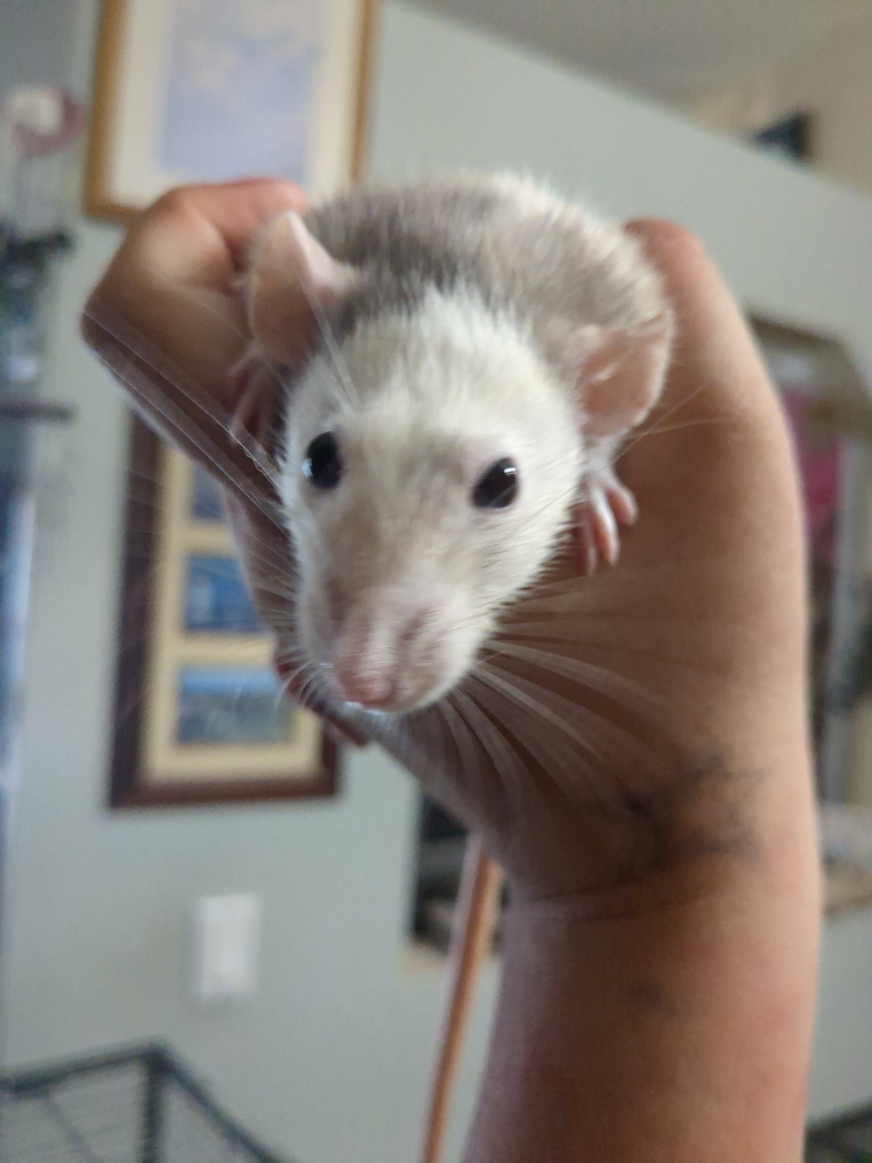 Rats image 2