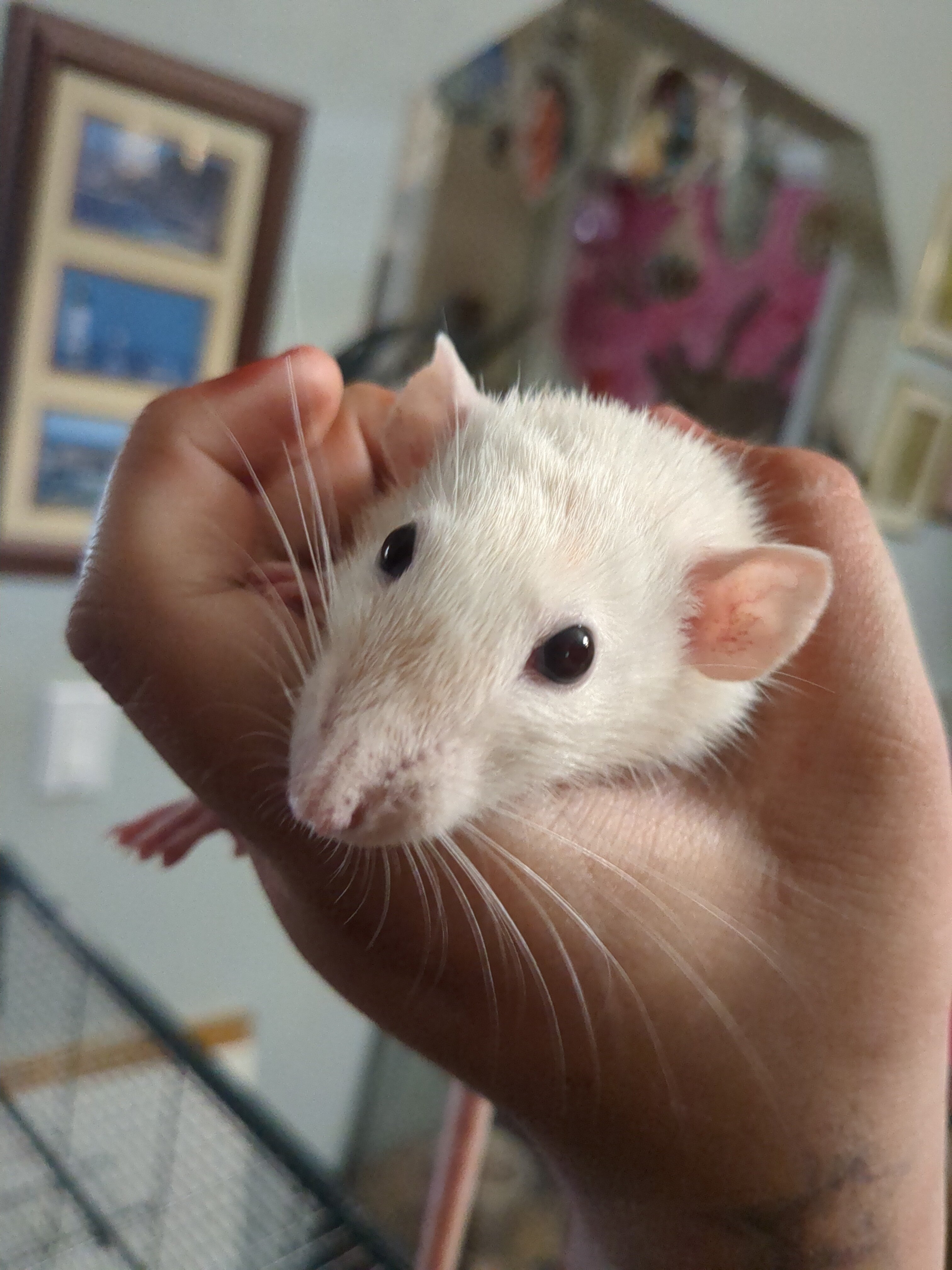 Rats image 1