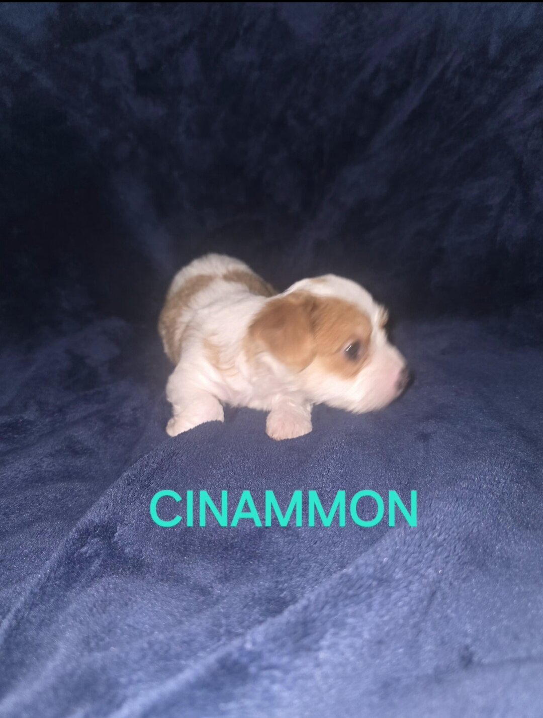 Rehoming yorkie puppies image 1