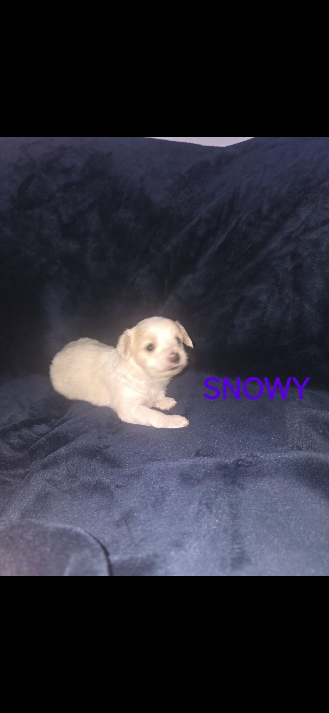 Rehoming yorkie puppies image 4