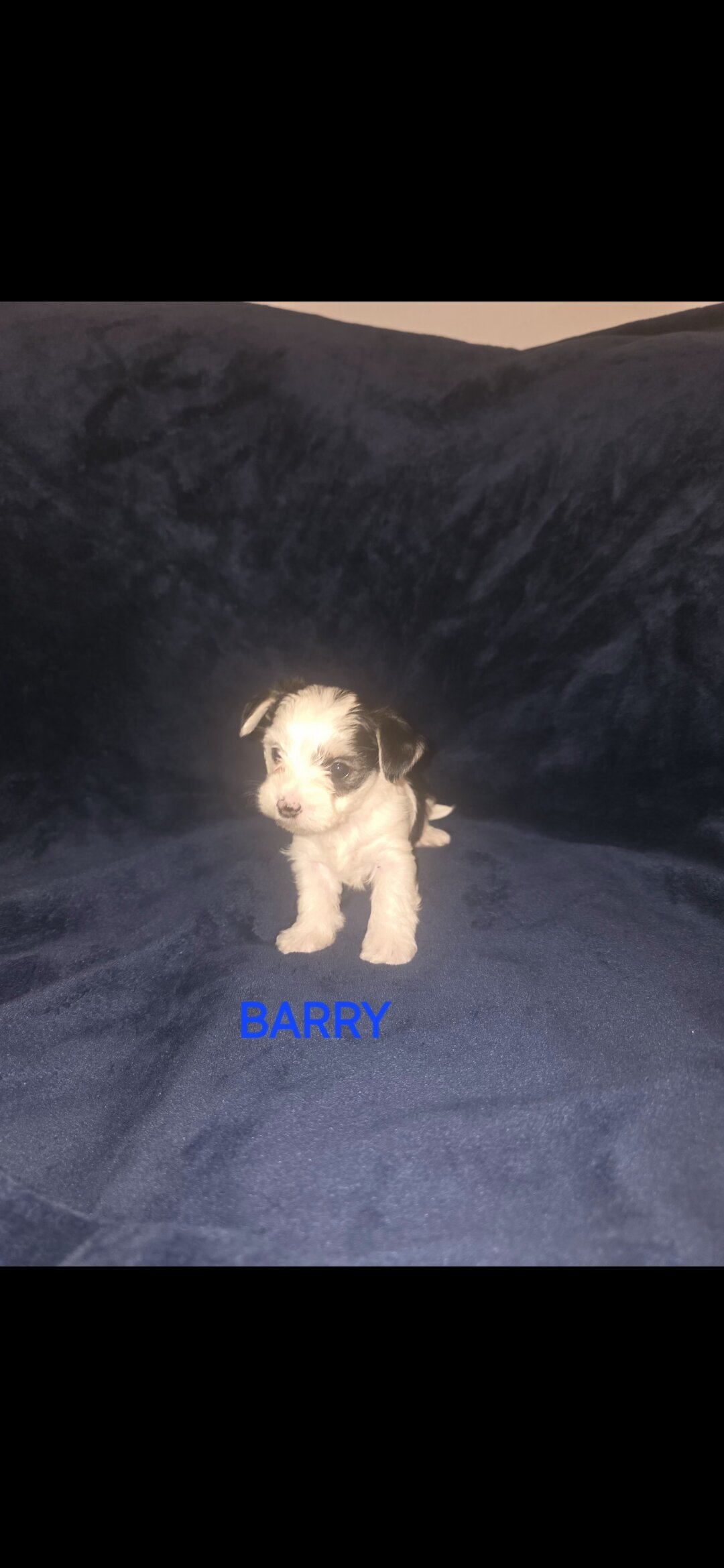 Rehoming yorkie puppies image 2