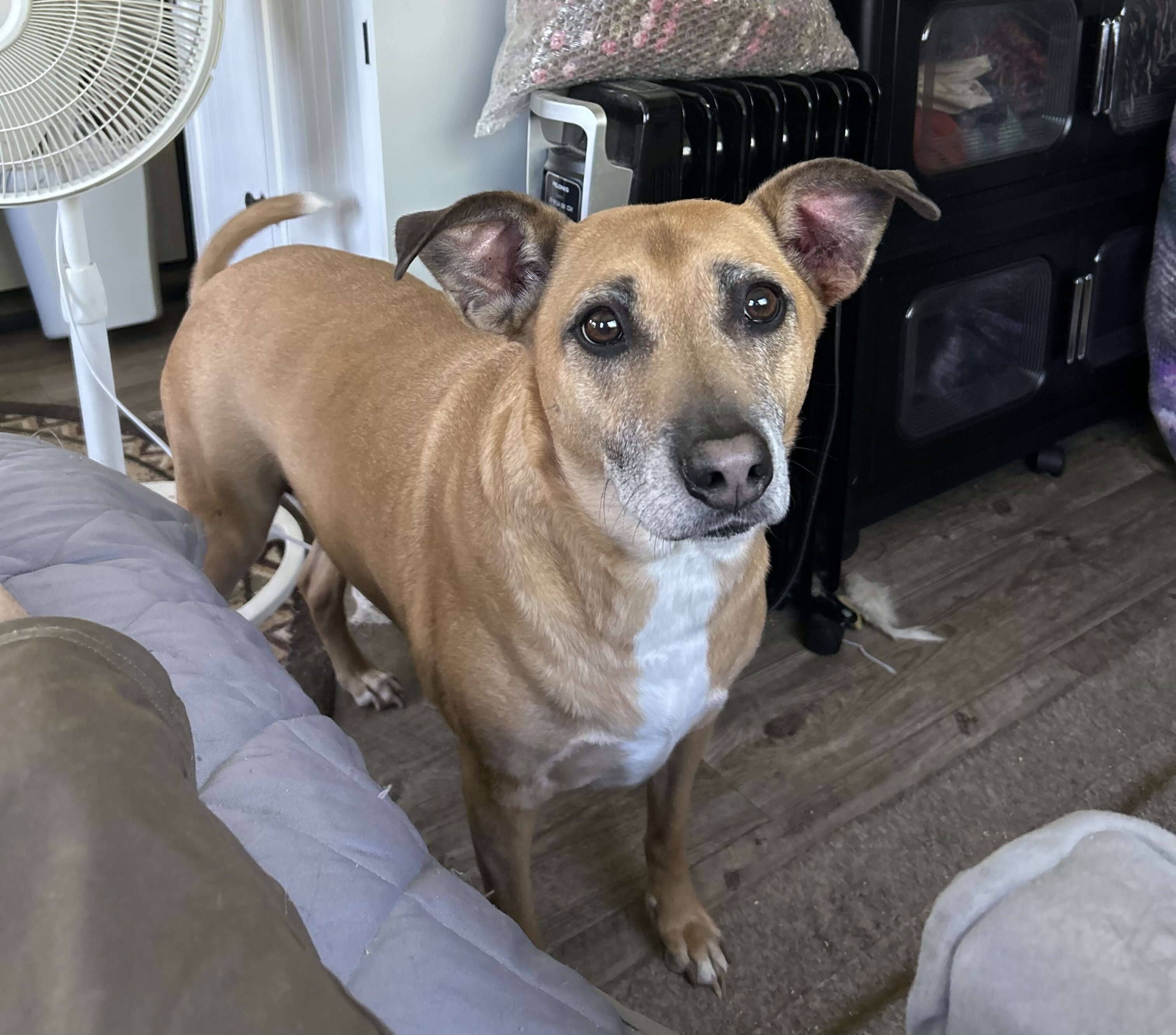 Daisy image 1